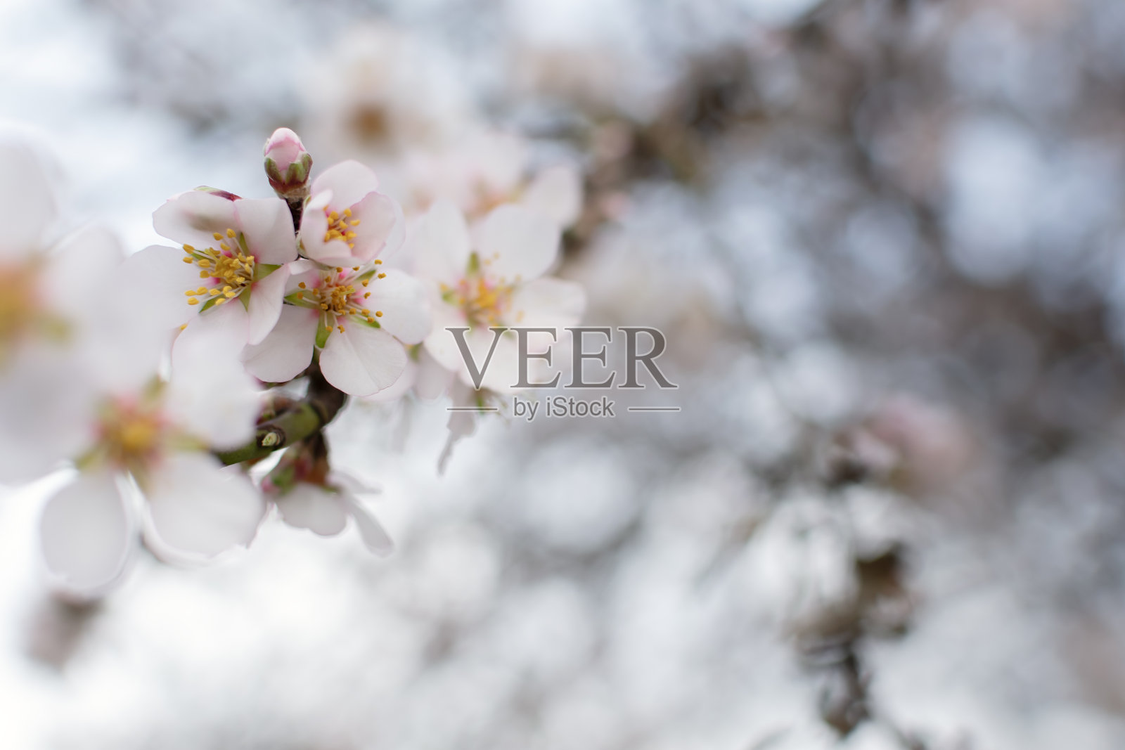 花园里盛开的杏仁。清新的概念，春天的开始。照片摄影图片