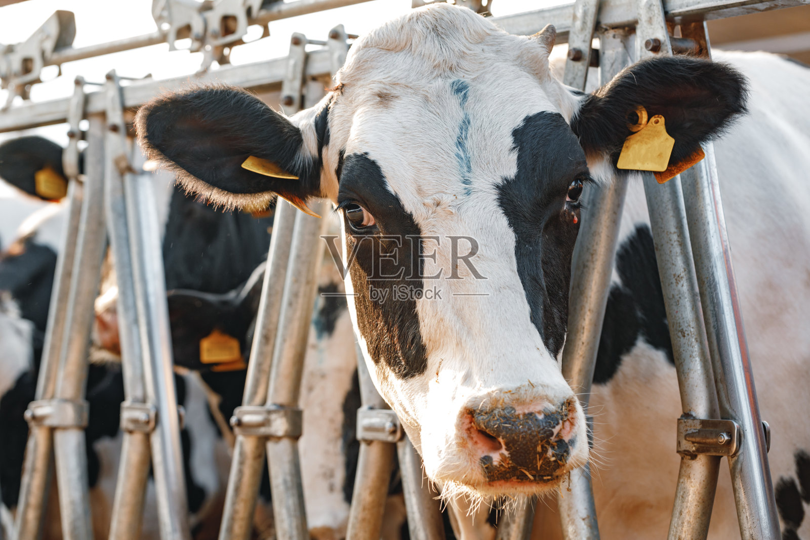 站在农场畜栏里的成年牛照片摄影图片