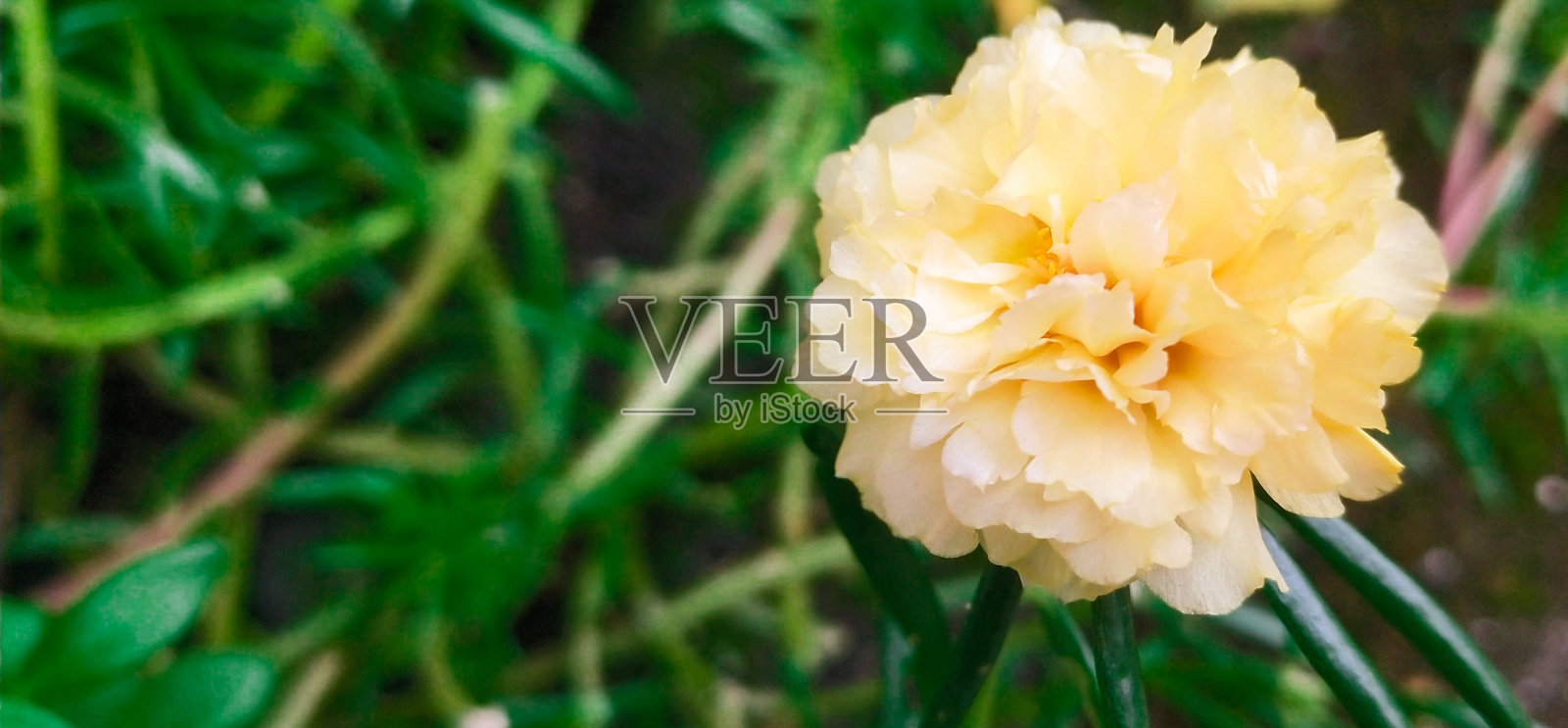 黄色的花照片摄影图片