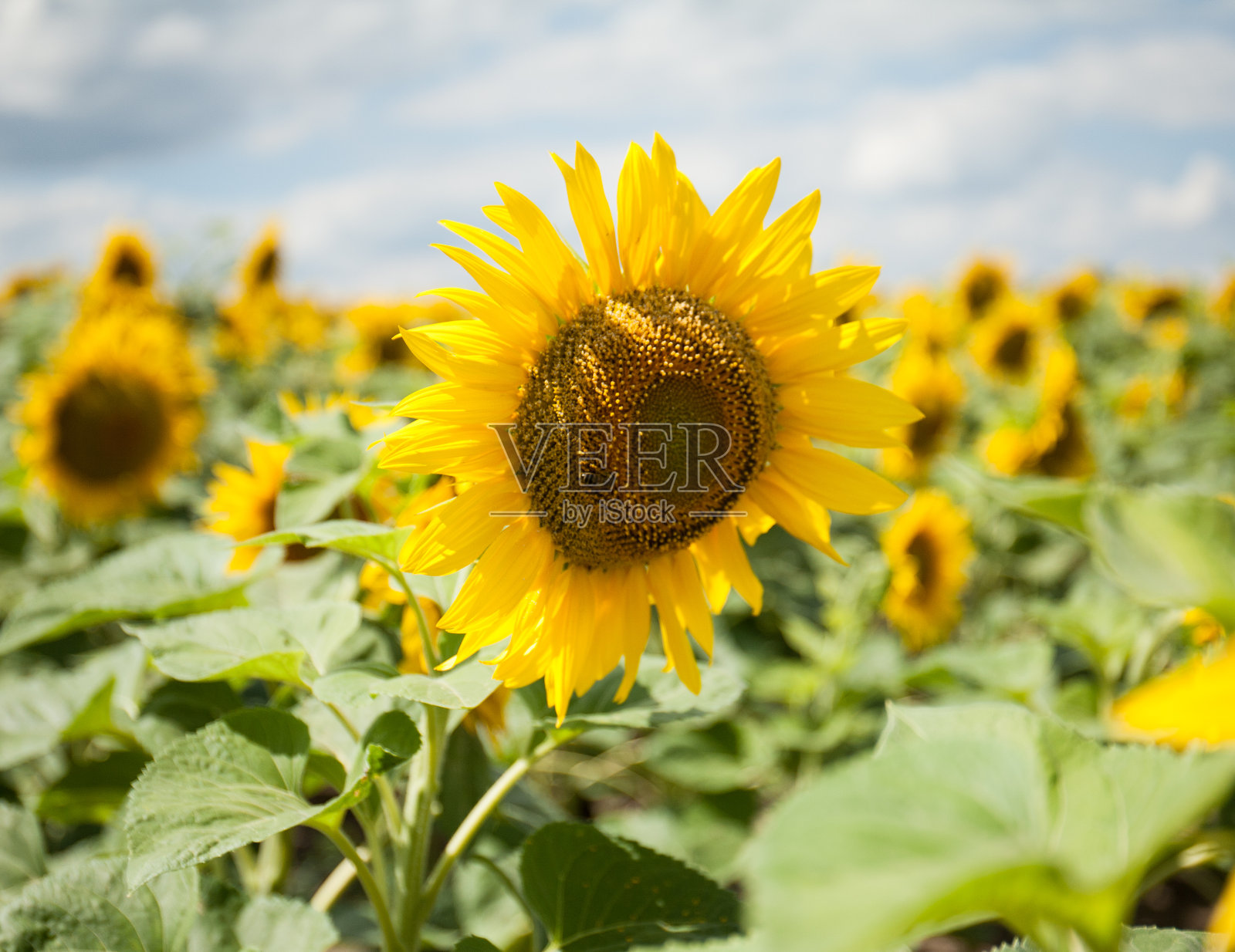 盛开的向日葵。蓝天白云下的向日葵田。照片摄影图片