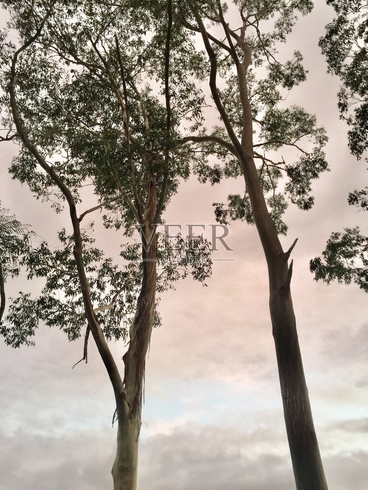 澳洲胶树与柔和的天空照片摄影图片