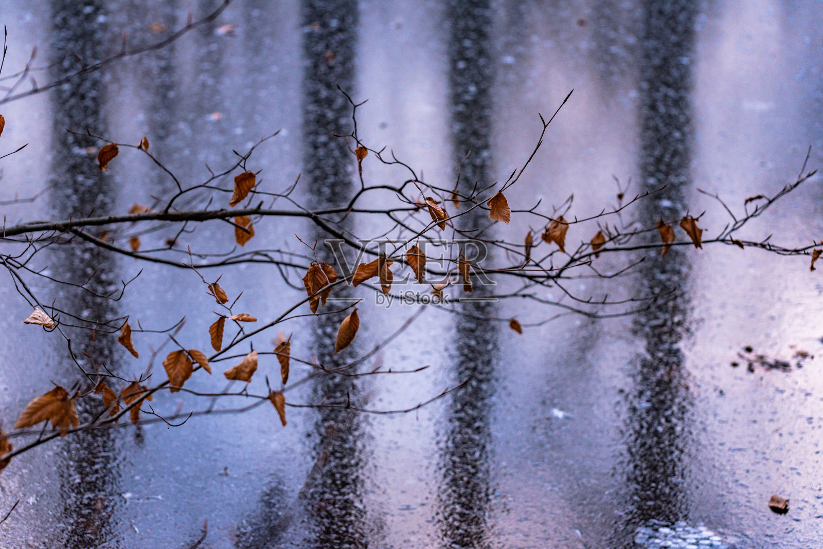 冬天森林里结冰的湖照片摄影图片
