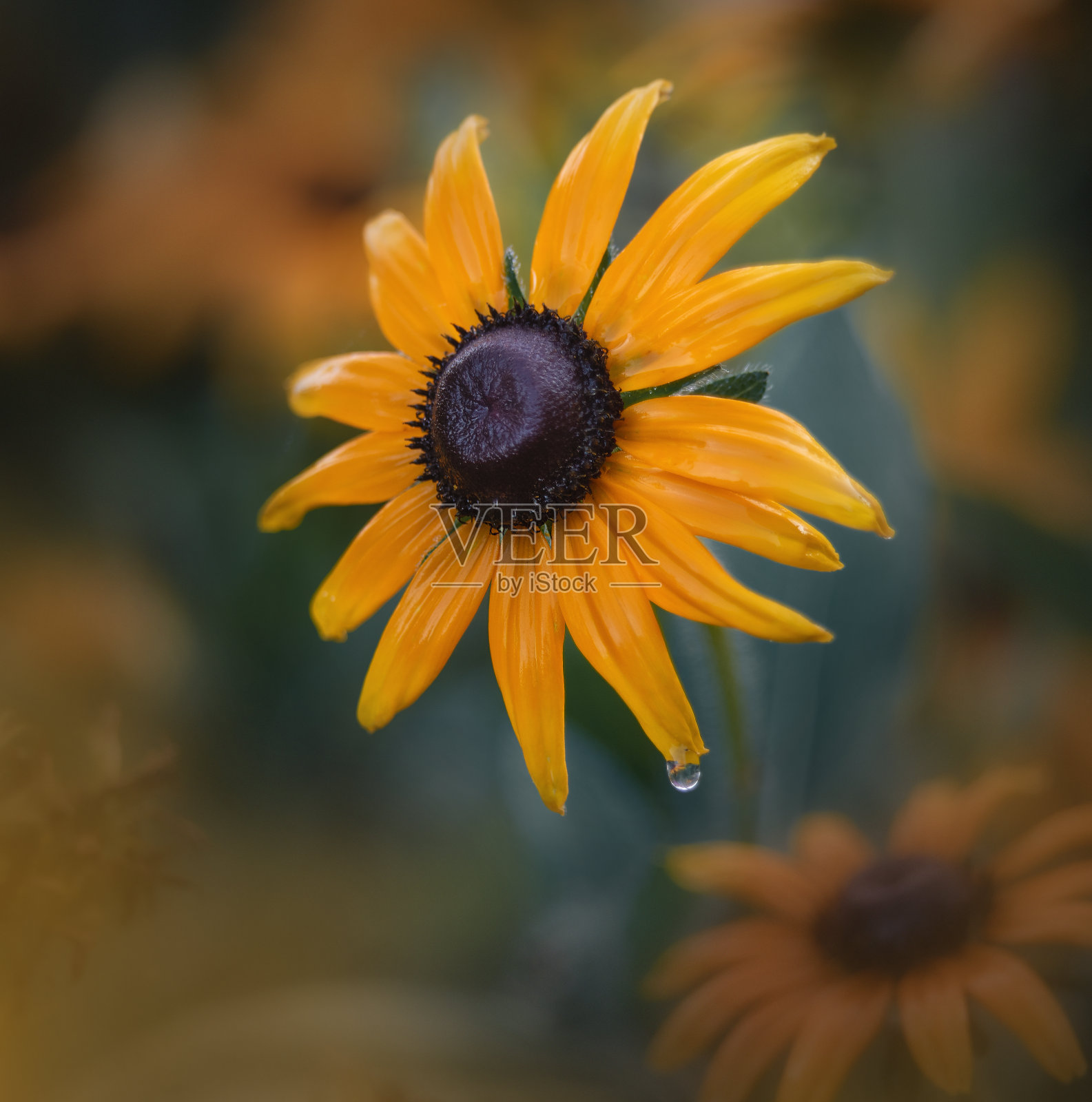 花照片摄影图片