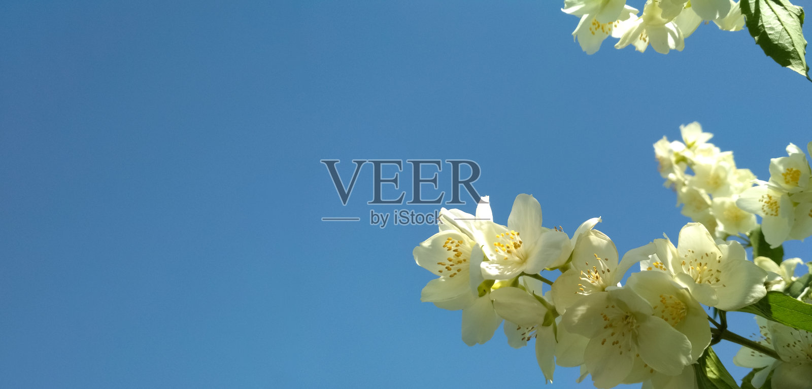 蓝天背景下的茉莉花。照片摄影图片