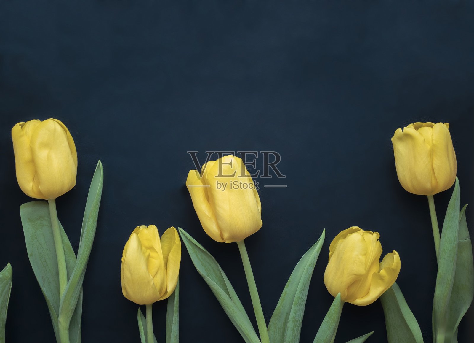 花组成。框架由黄色的郁金香在蓝色的背景。情人节、母亲节和妇女节的概念。平躺，俯视图。照片摄影图片