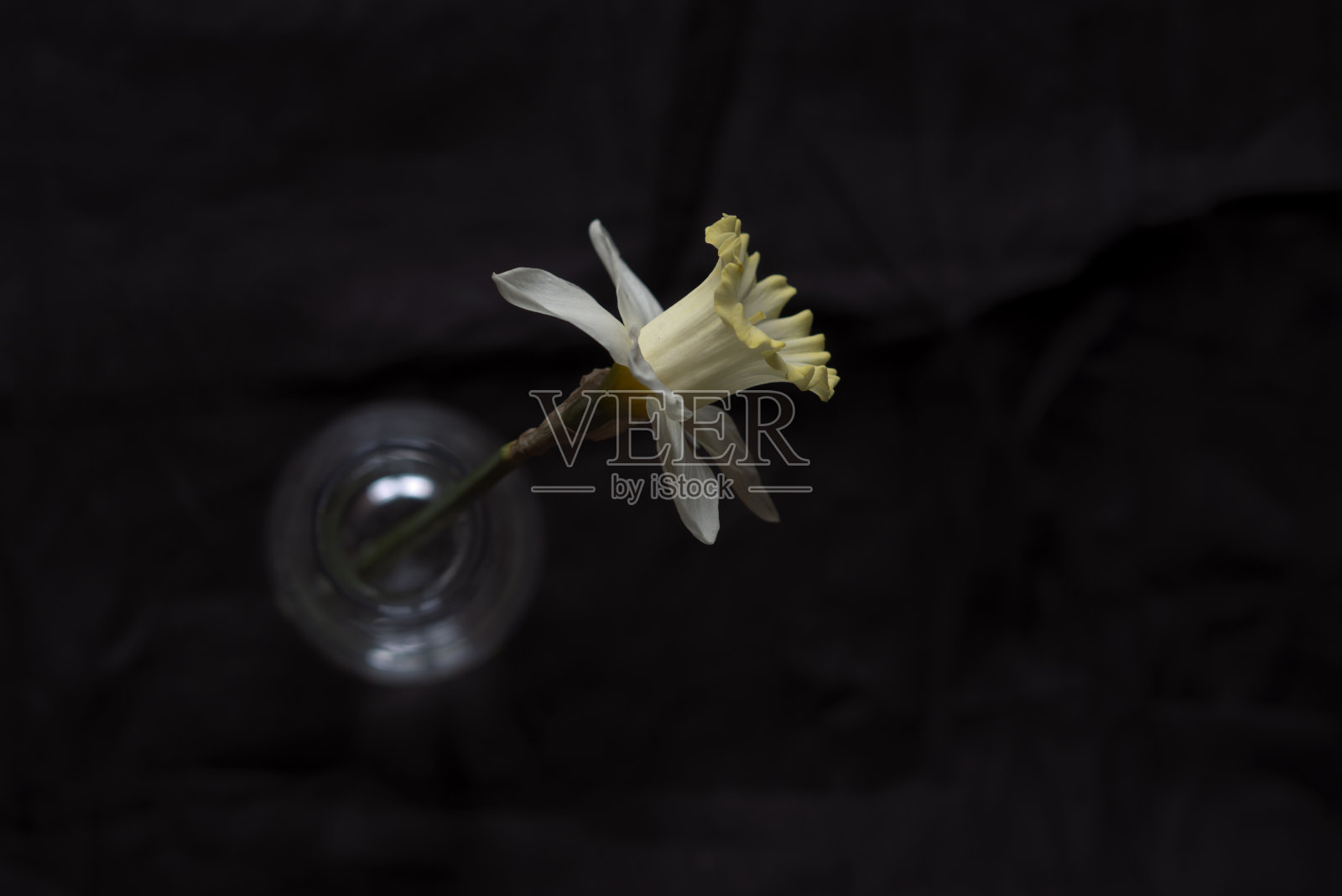 孤立在黑色背景上的白色花水仙花。照片摄影图片