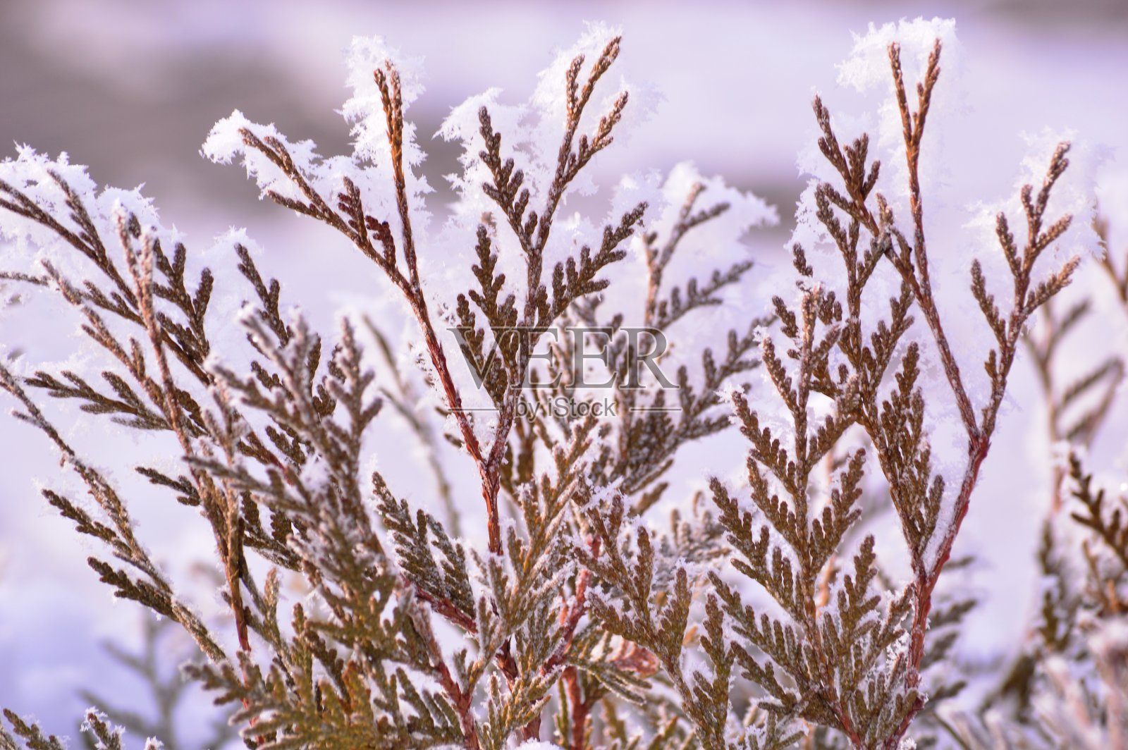 灌木的叶子在冬天被雪覆盖照片摄影图片