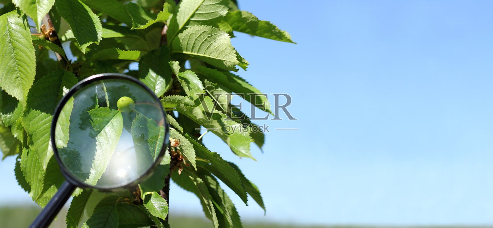 春天花园检查照片摄影图片