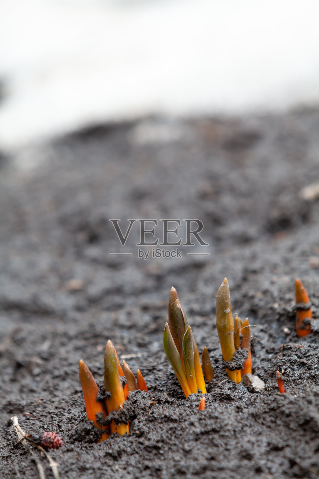 番红花芽从黑土中冒出来照片摄影图片