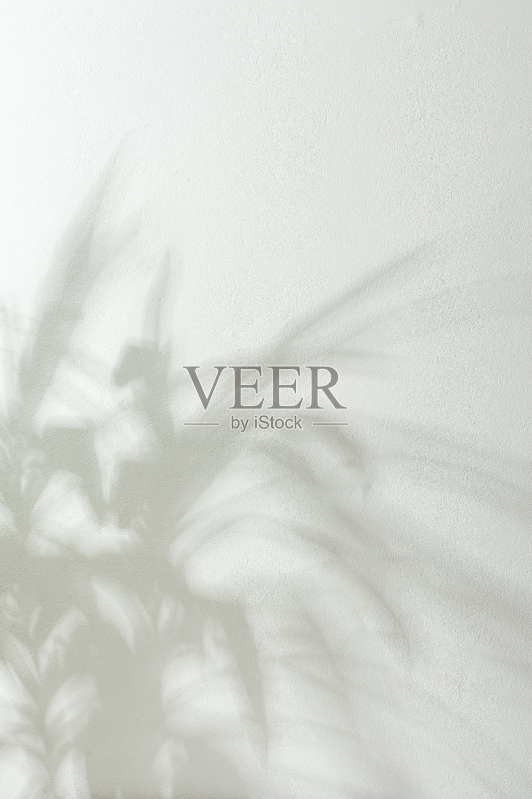 白墙上的家花丝兰的影子照片摄影图片