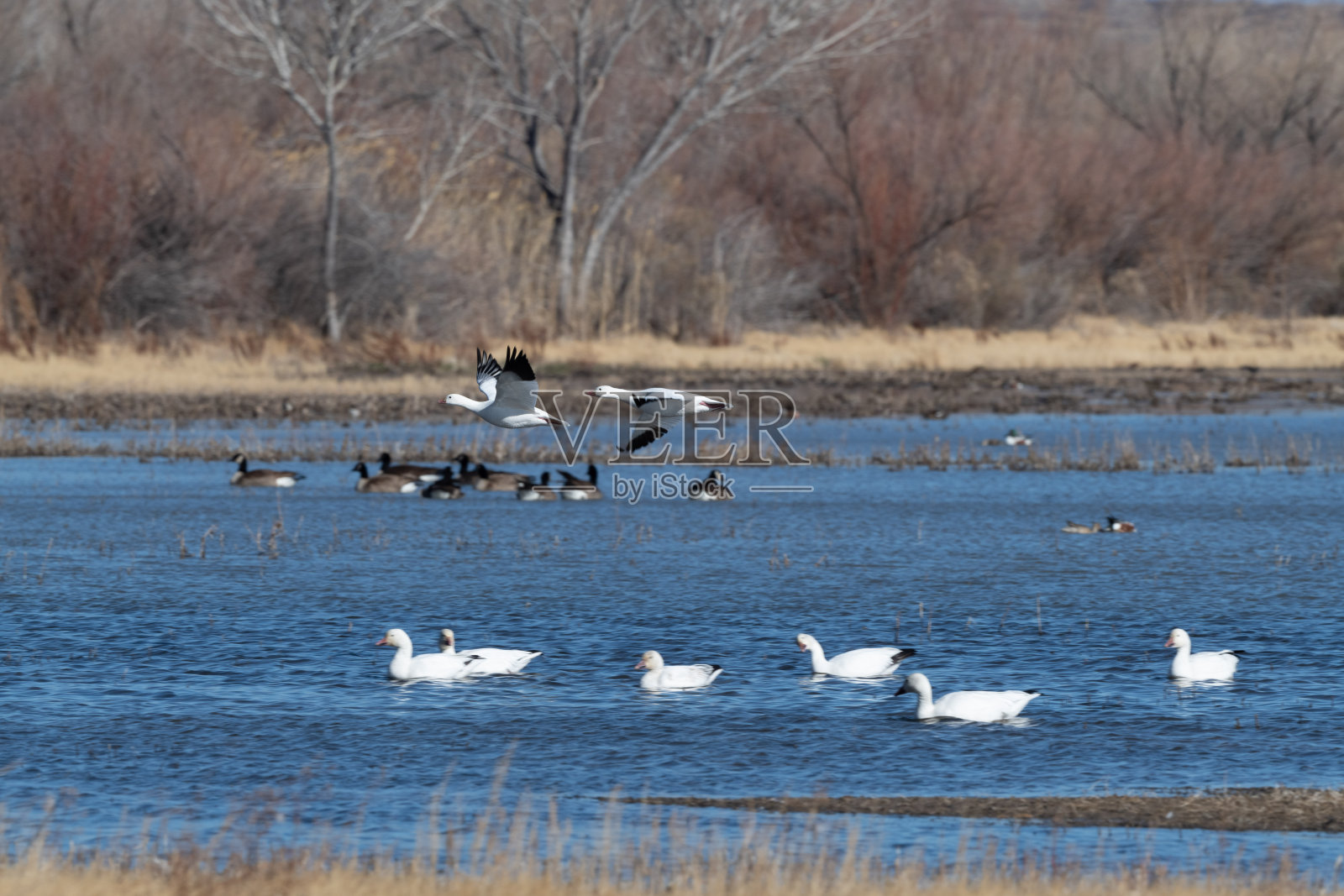 雪雁低低地飞过池塘，还有一群鹅照片摄影图片