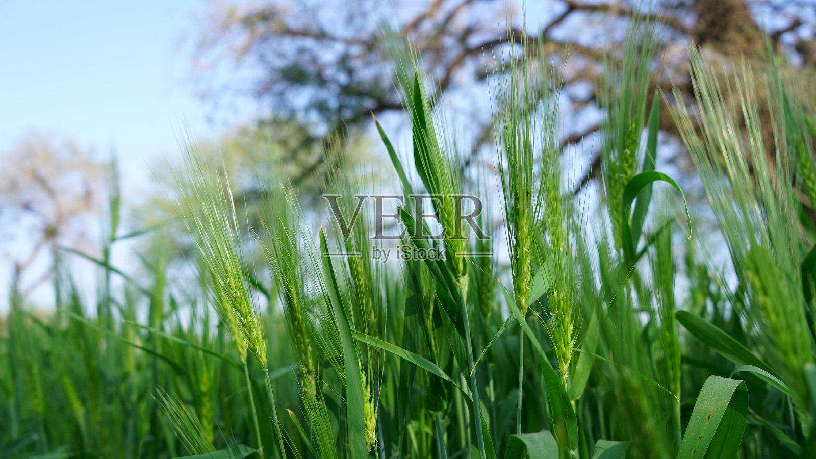 带有绿色背景的小麦或小麦属植物的绿色茎。印度农村黑麦的新开发植物。照片摄影图片