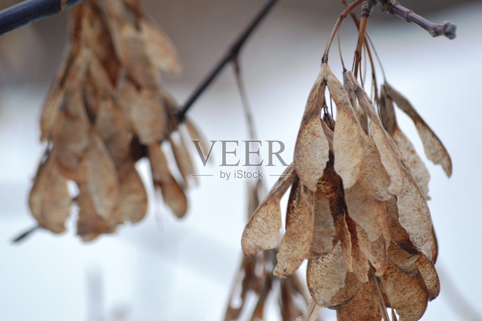 灌木的叶子照片摄影图片