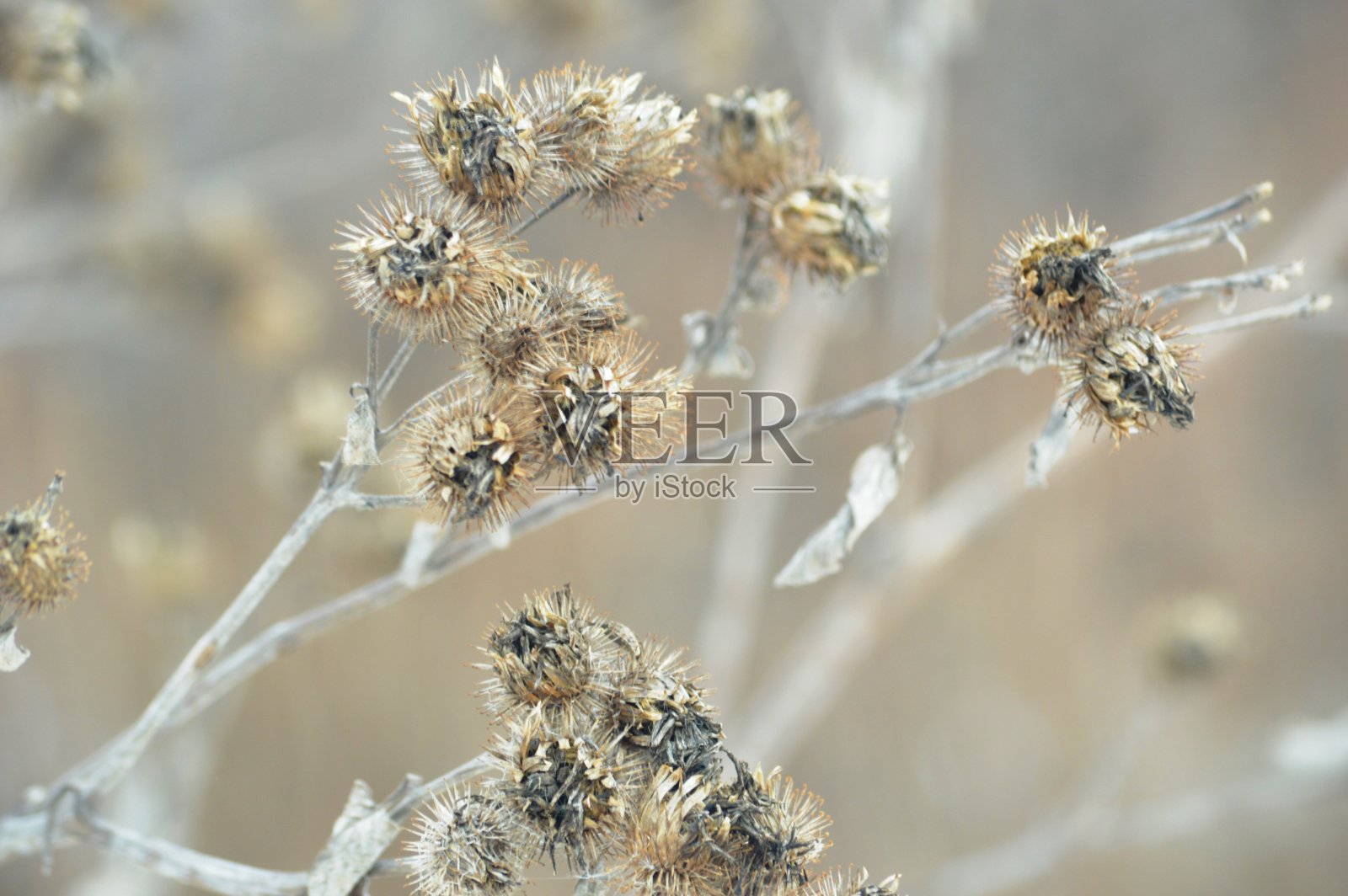 灌木的叶子照片摄影图片