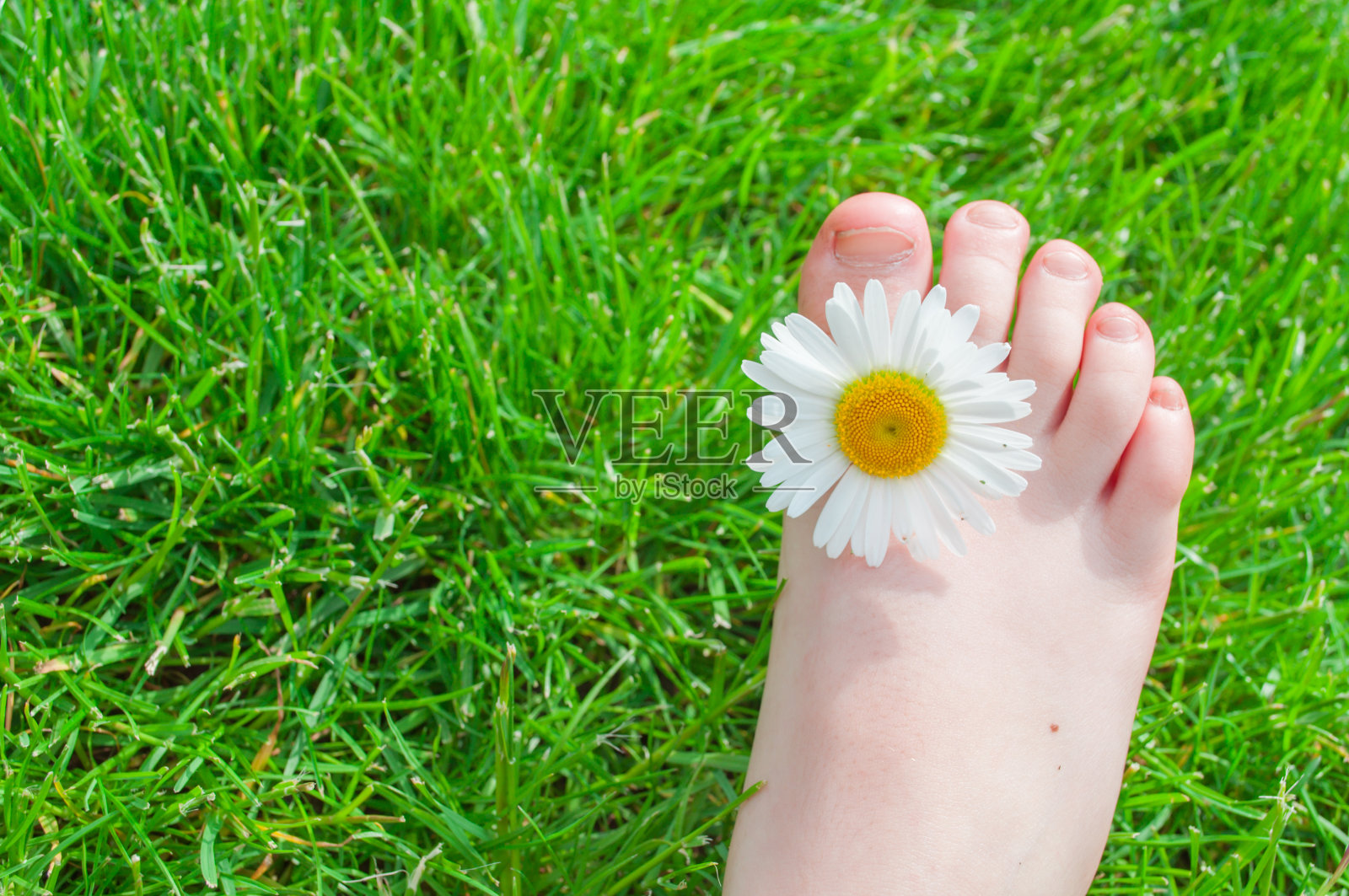 草地上的雏菊花美丽娇嫩。洋甘菊照片摄影图片