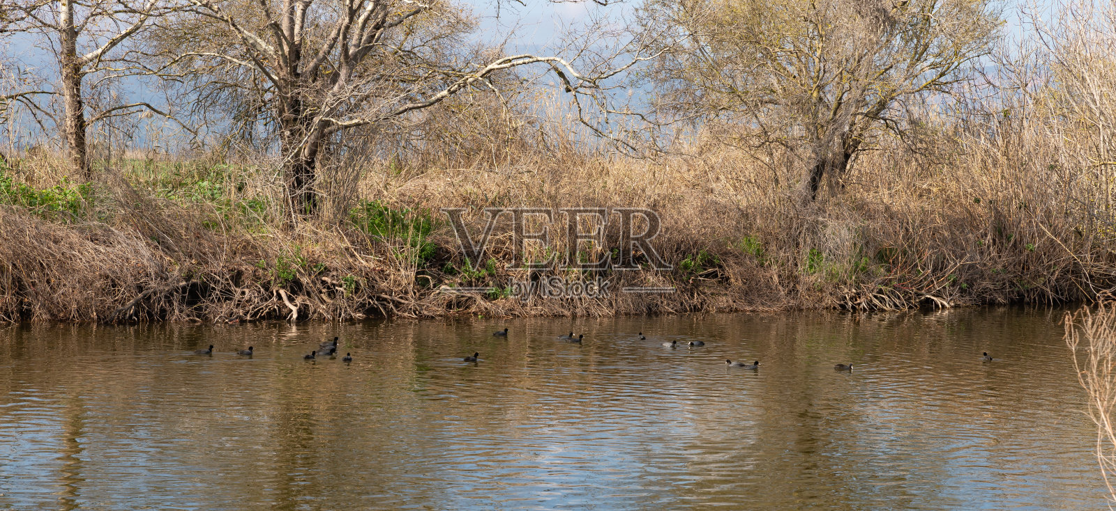 以色列北部呼拉湖自然保护区水库岸边，清晨游泳的小群黑色候鸟鸭照片摄影图片