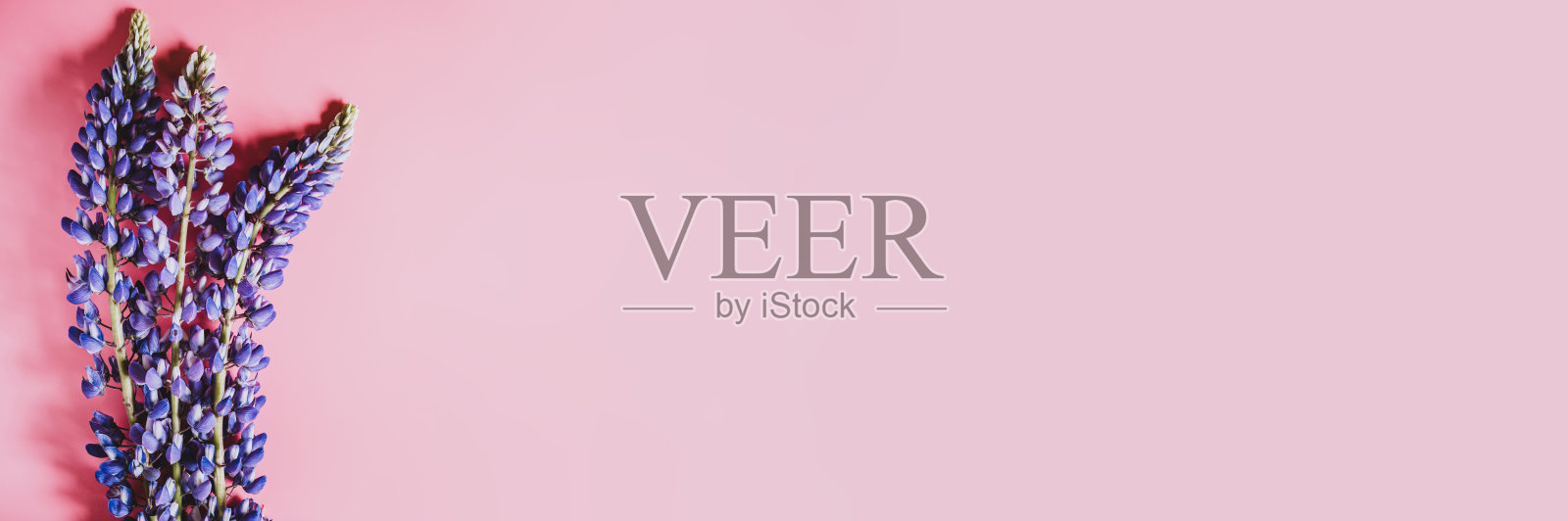 蓝紫色的羽扇豆花盛开在粉红色的背景上。空间的文本。横幅照片摄影图片