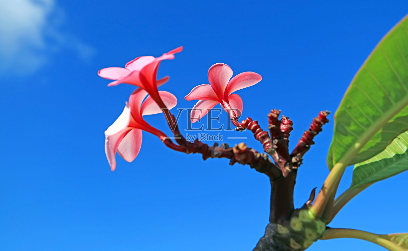 特写充满活力的粉红色鸡蛋花对抗鲜艳的蓝色阳光天空照片摄影图片