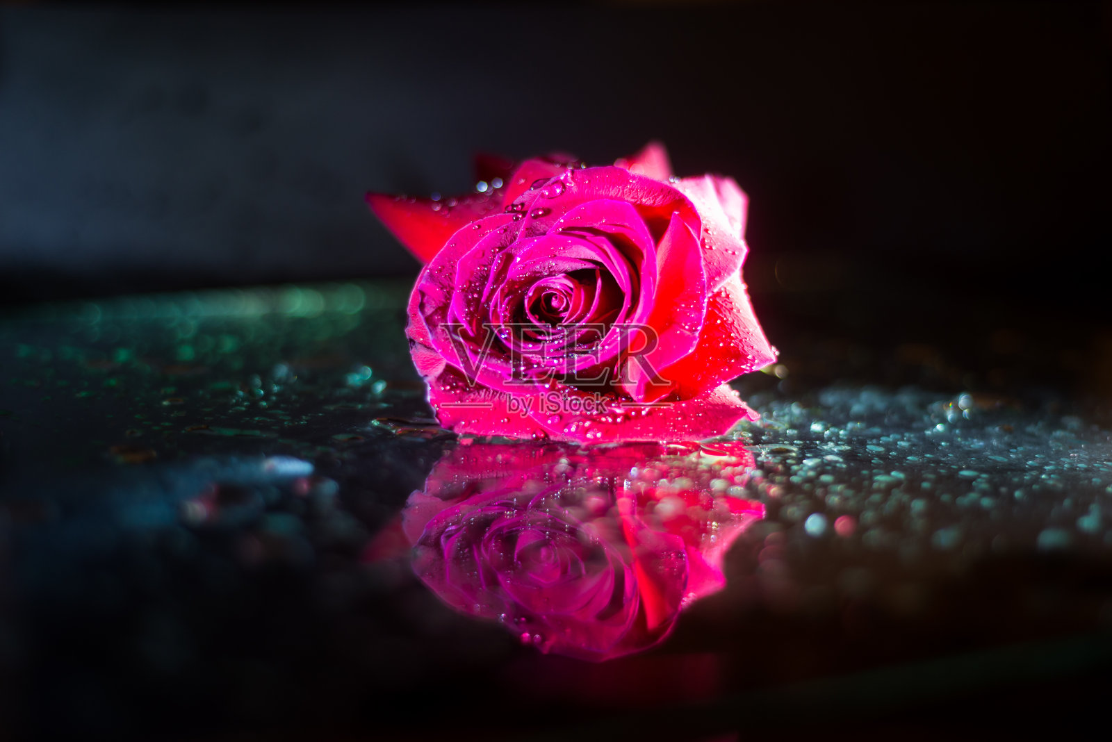 微距特写的红玫瑰与水滴在叶子孤立的黑色背景与水的反射。照片摄影图片