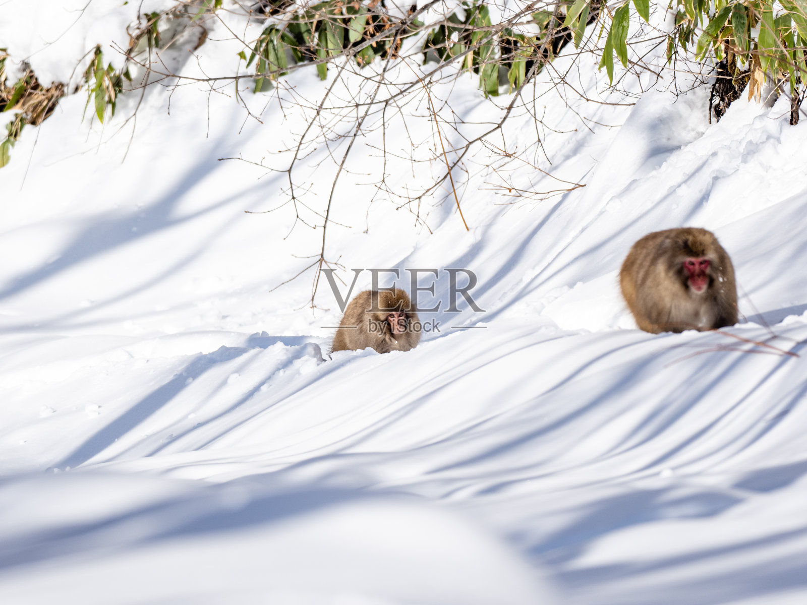 日本雪猴在志贺高根深雪7照片摄影图片