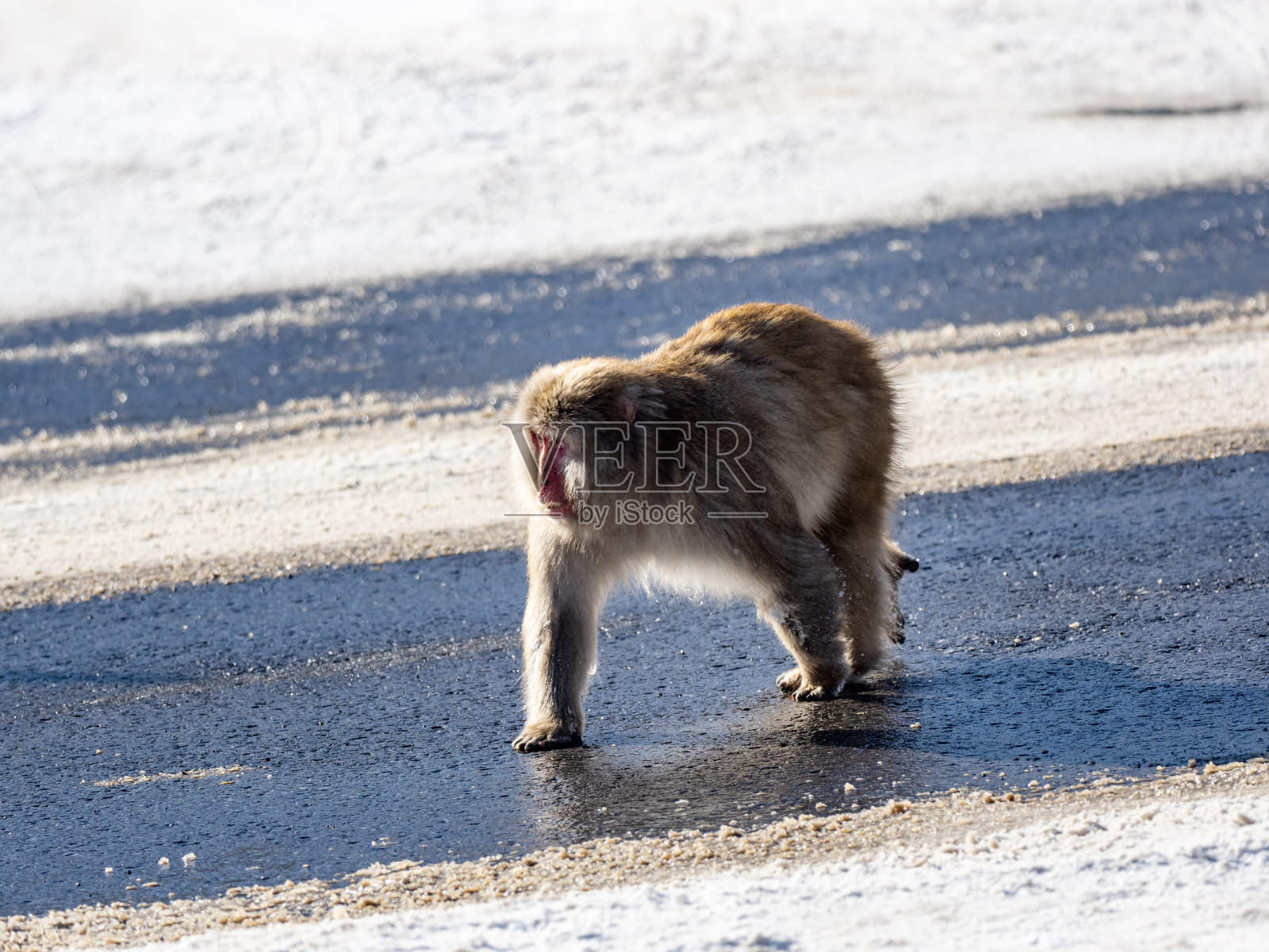 日本雪猴在志贺高根路4号照片摄影图片