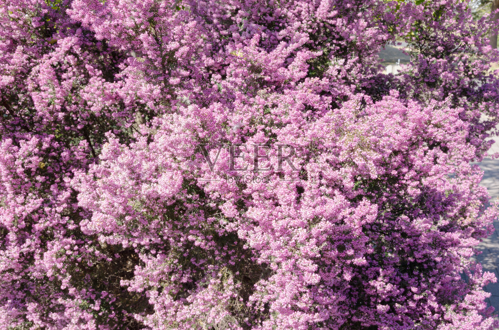 艾丽卡canaliculata花照片摄影图片
