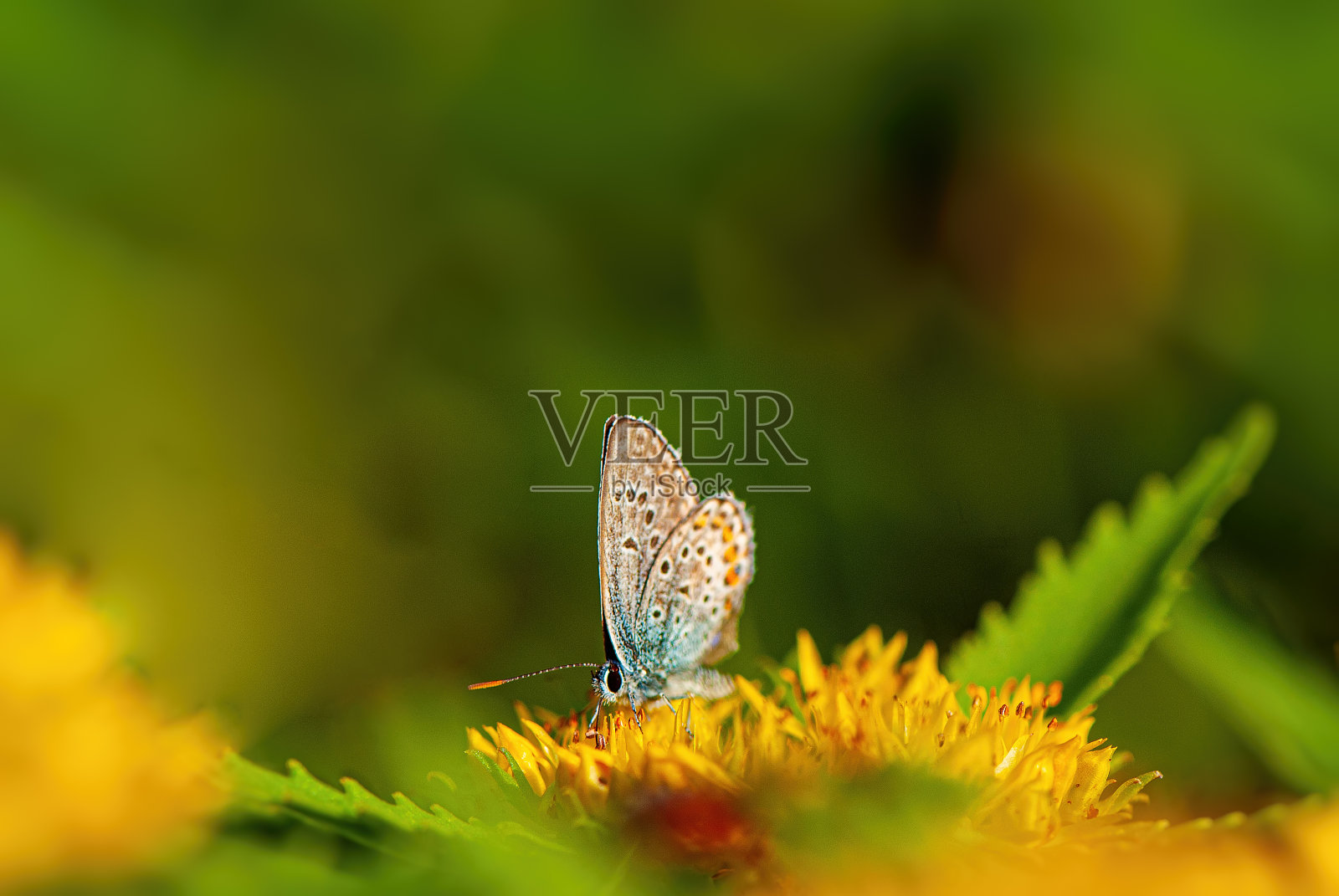 美丽的蝴蝶在黄花上采集花蜜照片摄影图片