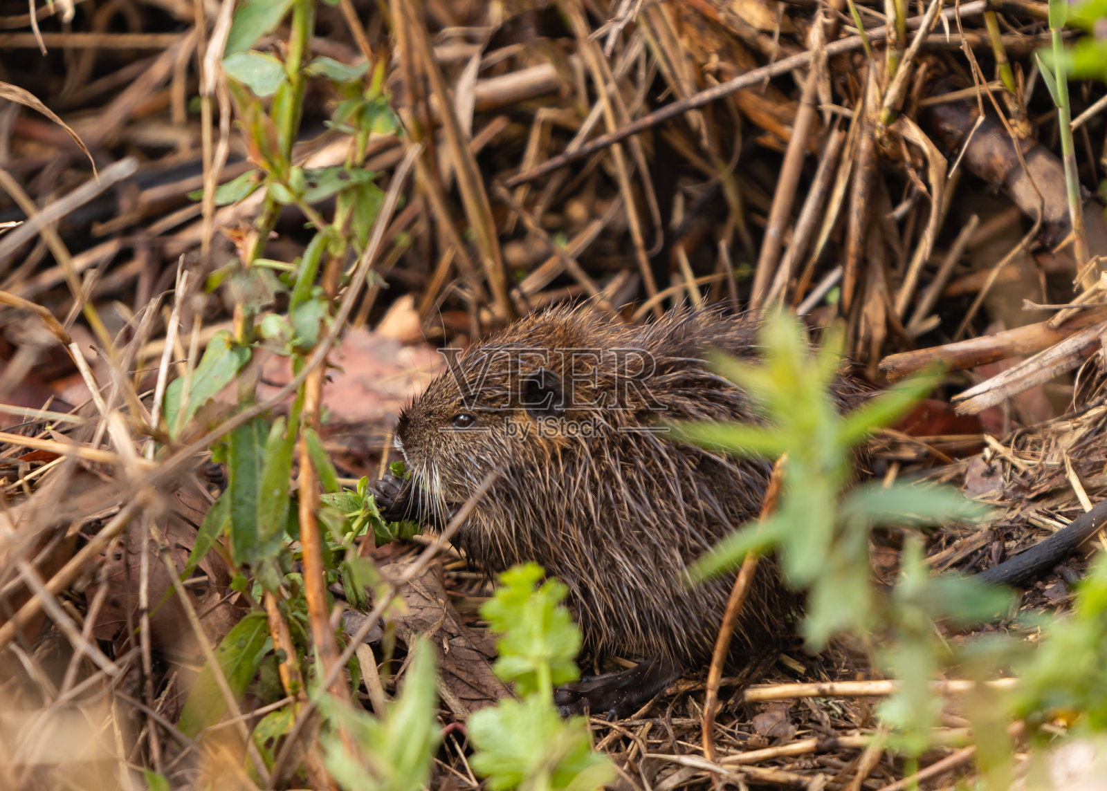 小河狸在以色列胡拉湖自然保护区岸边吃草照片摄影图片