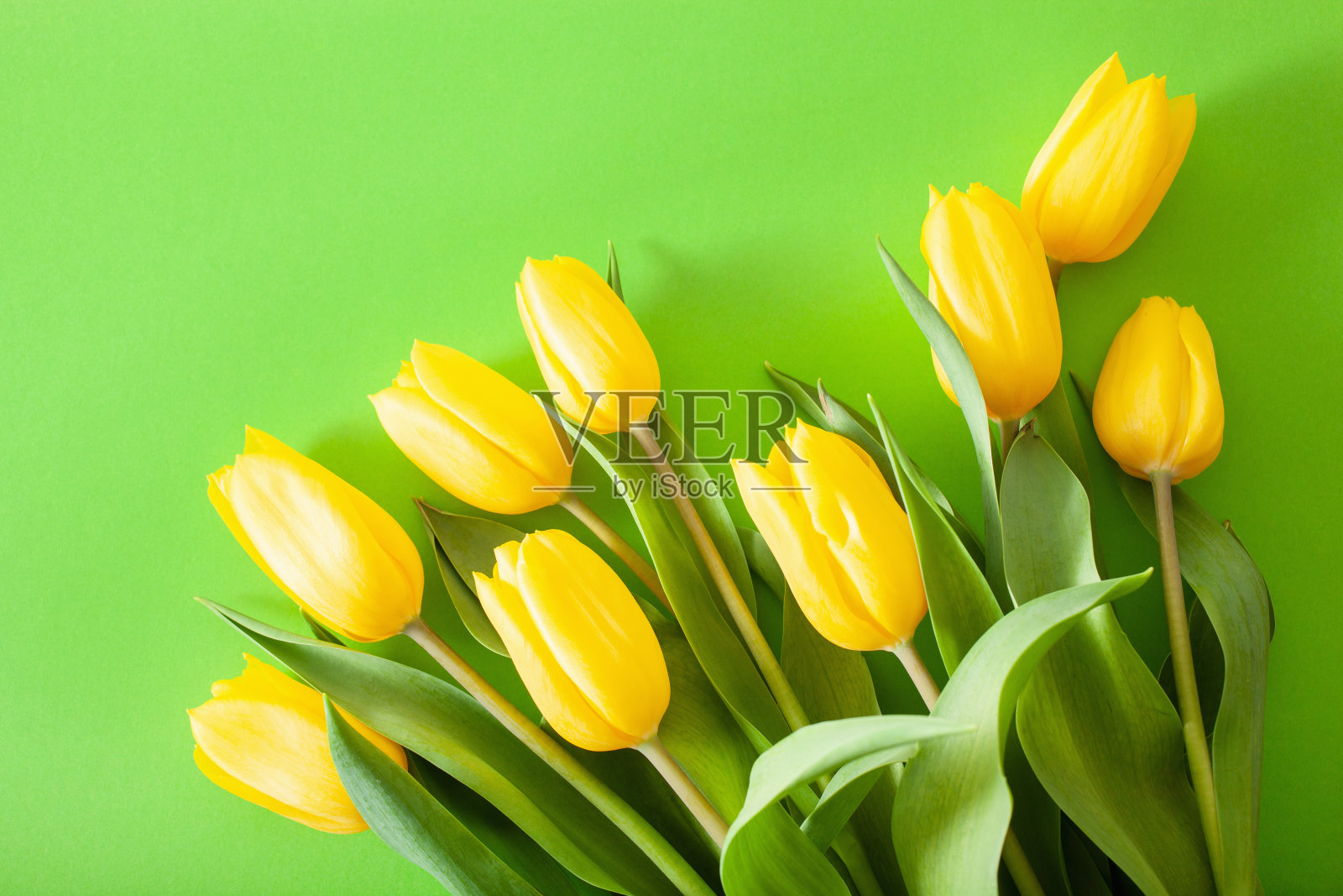 美丽的黄色郁金香花平躺在绿色的背景上照片摄影图片