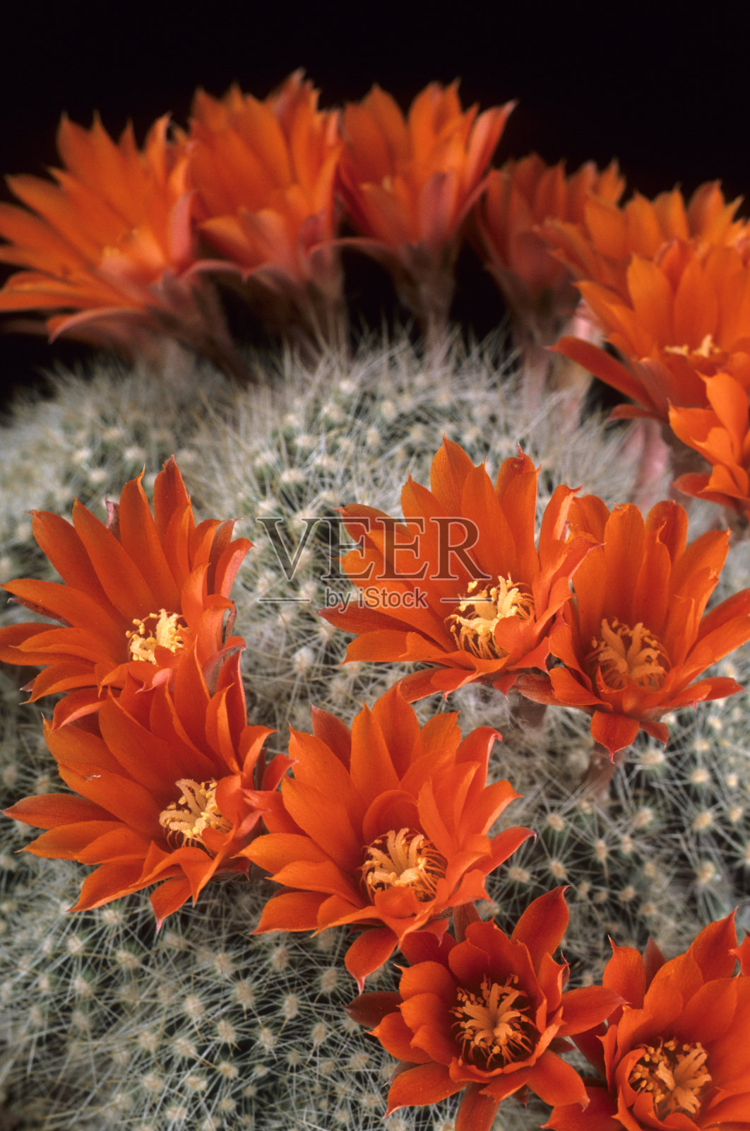 红色王冠仙人掌照片摄影图片