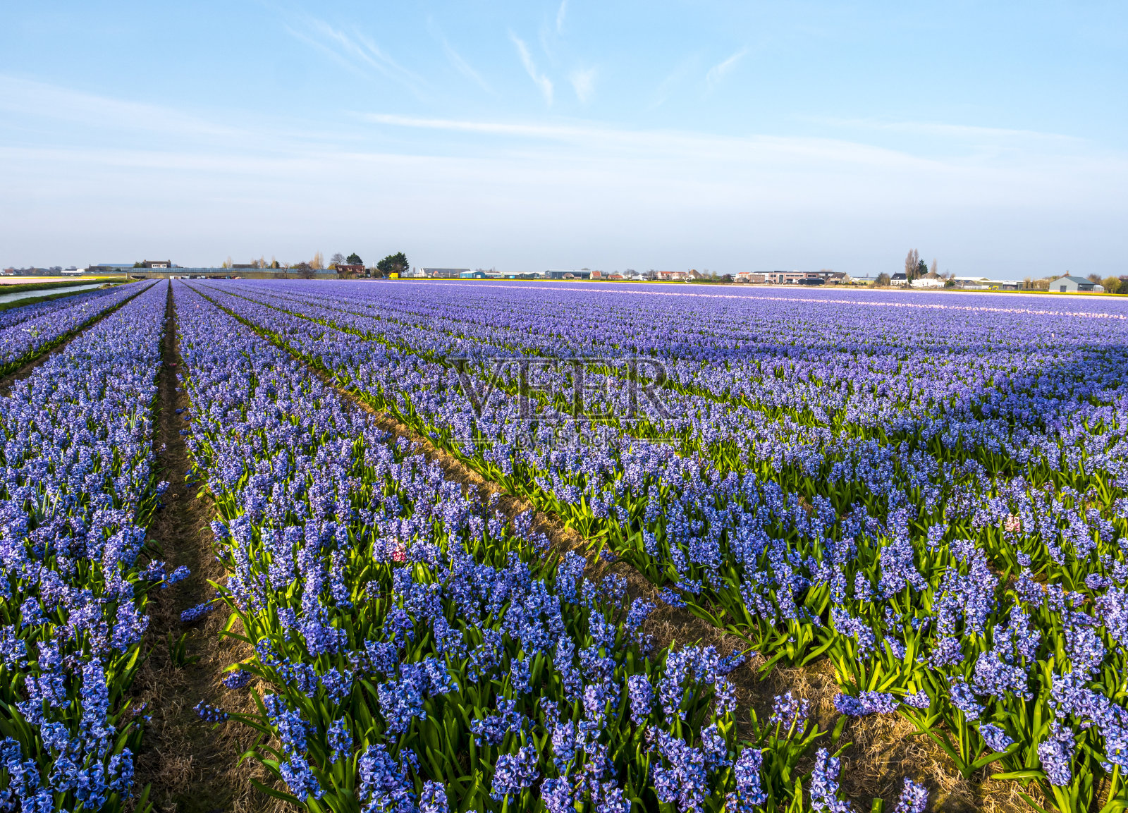 花:风信子的田野照片摄影图片