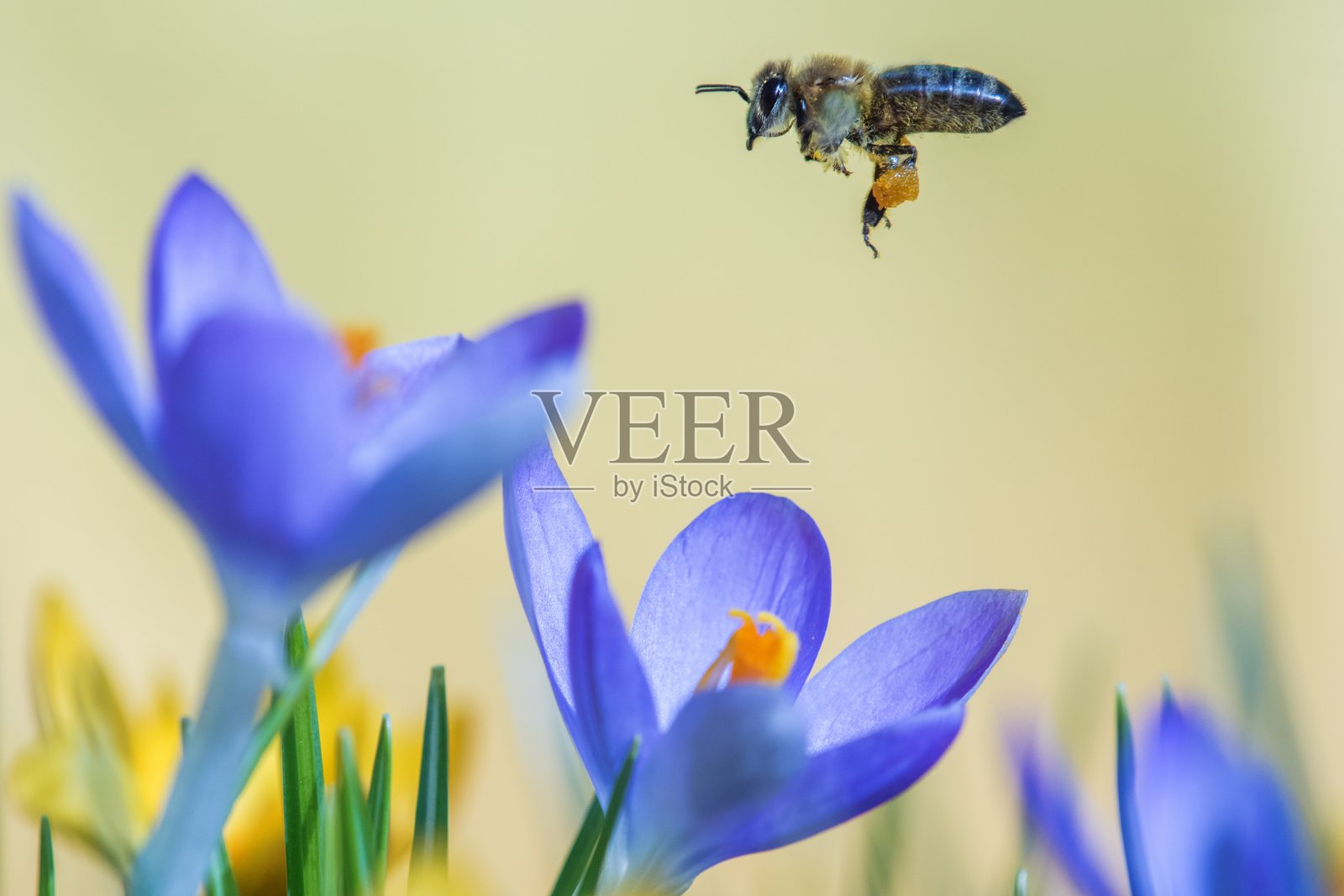 番红花上的蜜蜂照片摄影图片