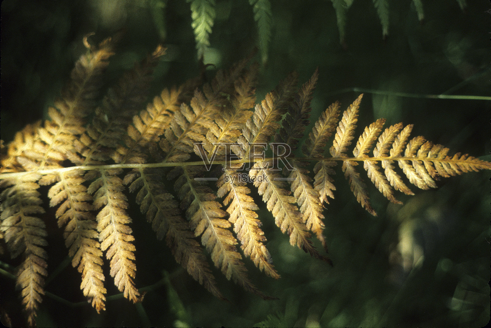 夫人蕨类植物照片摄影图片