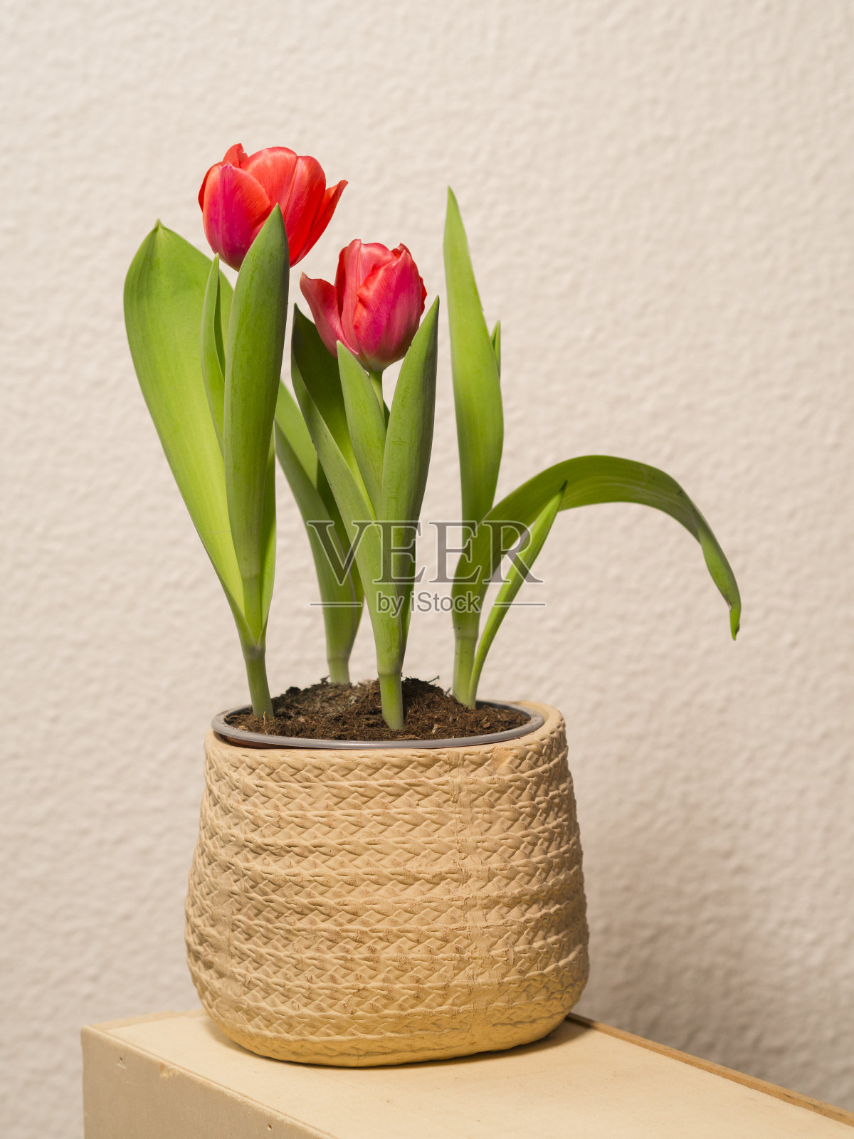 木质基座上的红色郁金香照片摄影图片