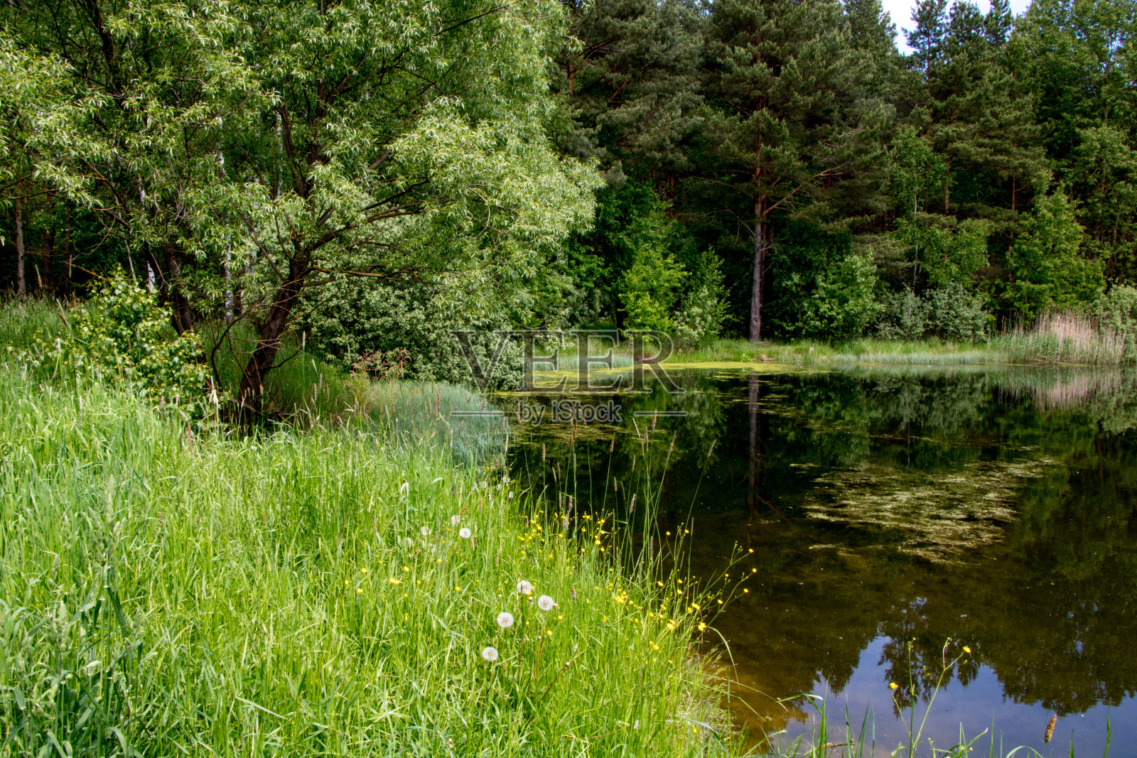 森林湖岸景观在阳光明媚的日子。照片摄影图片