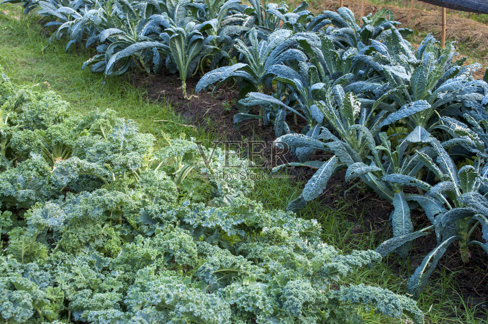后院的菜园照片摄影图片