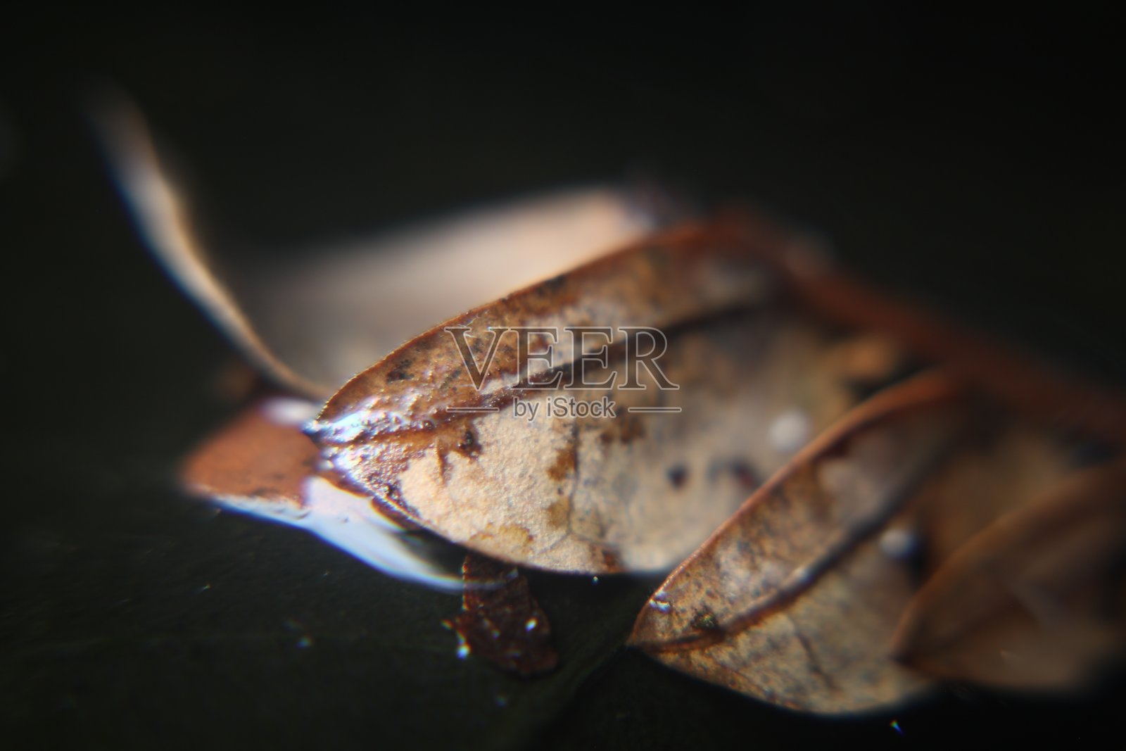 宏观干燥的叶子上的水照片摄影图片