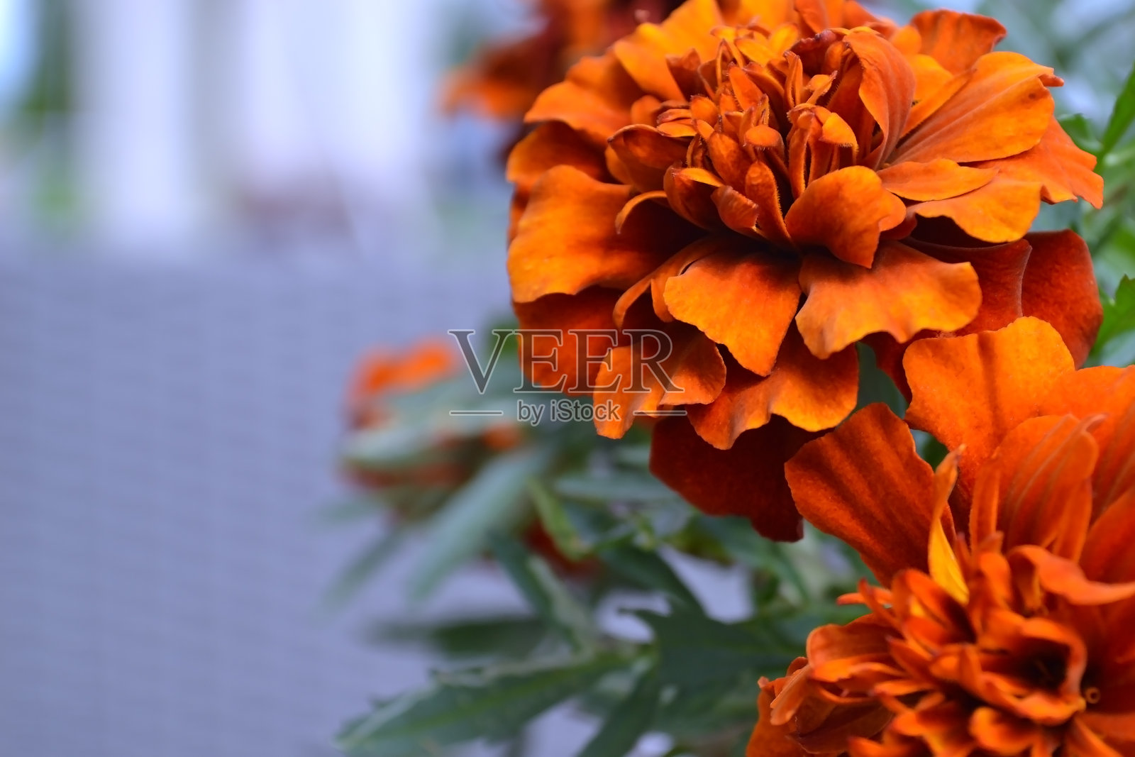 橙色的万寿菊花特写背景上的绿色树叶照片摄影图片