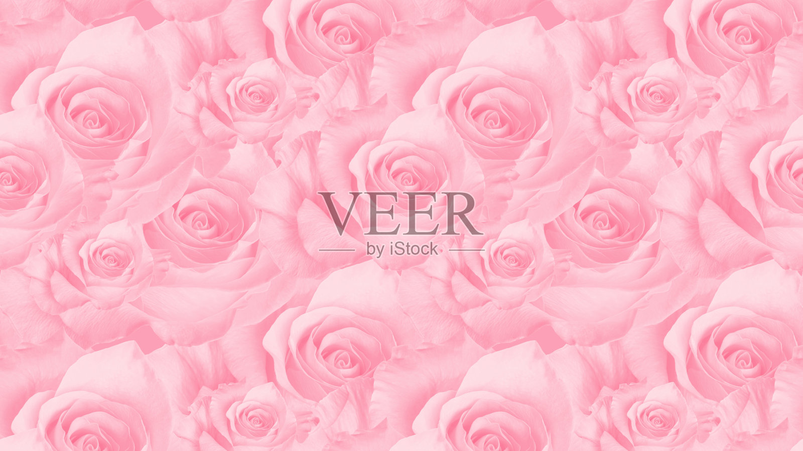 花朵玫瑰时髦的淡粉色颜色照片摄影图片