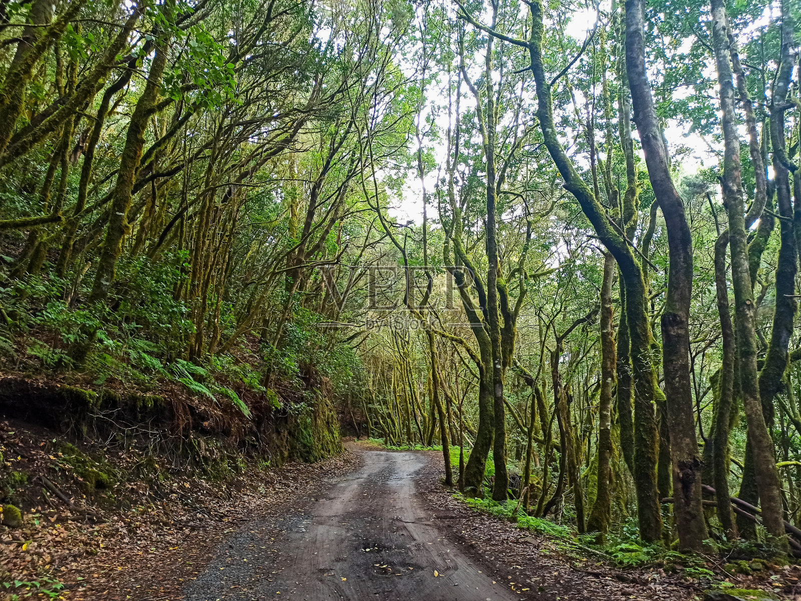 加拉约内国家公园拉戈梅拉的绿色小径照片摄影图片