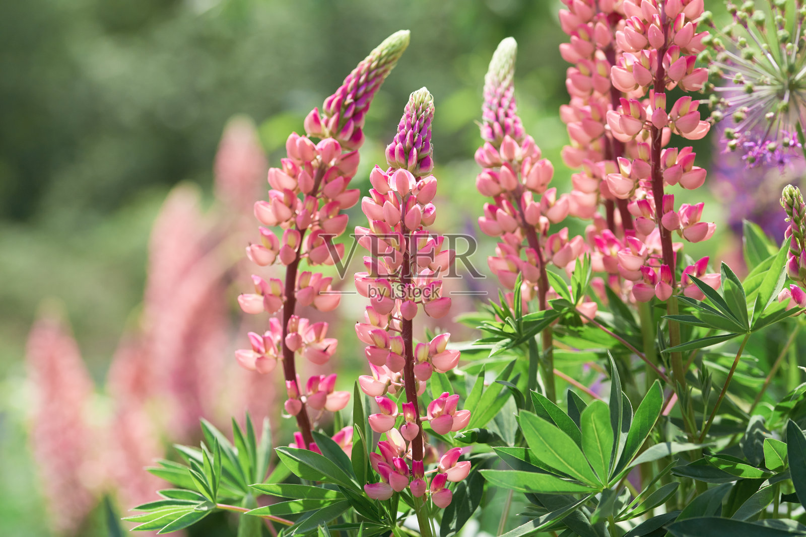 在阳光明媚的日子里，花园里美丽的花朵。模糊的背景上的粉色羽扇狼照片摄影图片