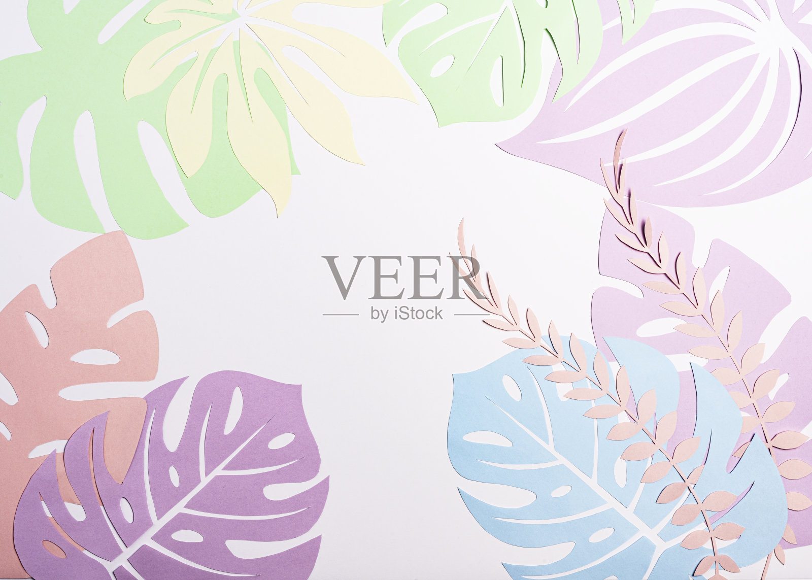 热带纸叶，巨叶，棕叶，白色背景。空间的文本照片摄影图片