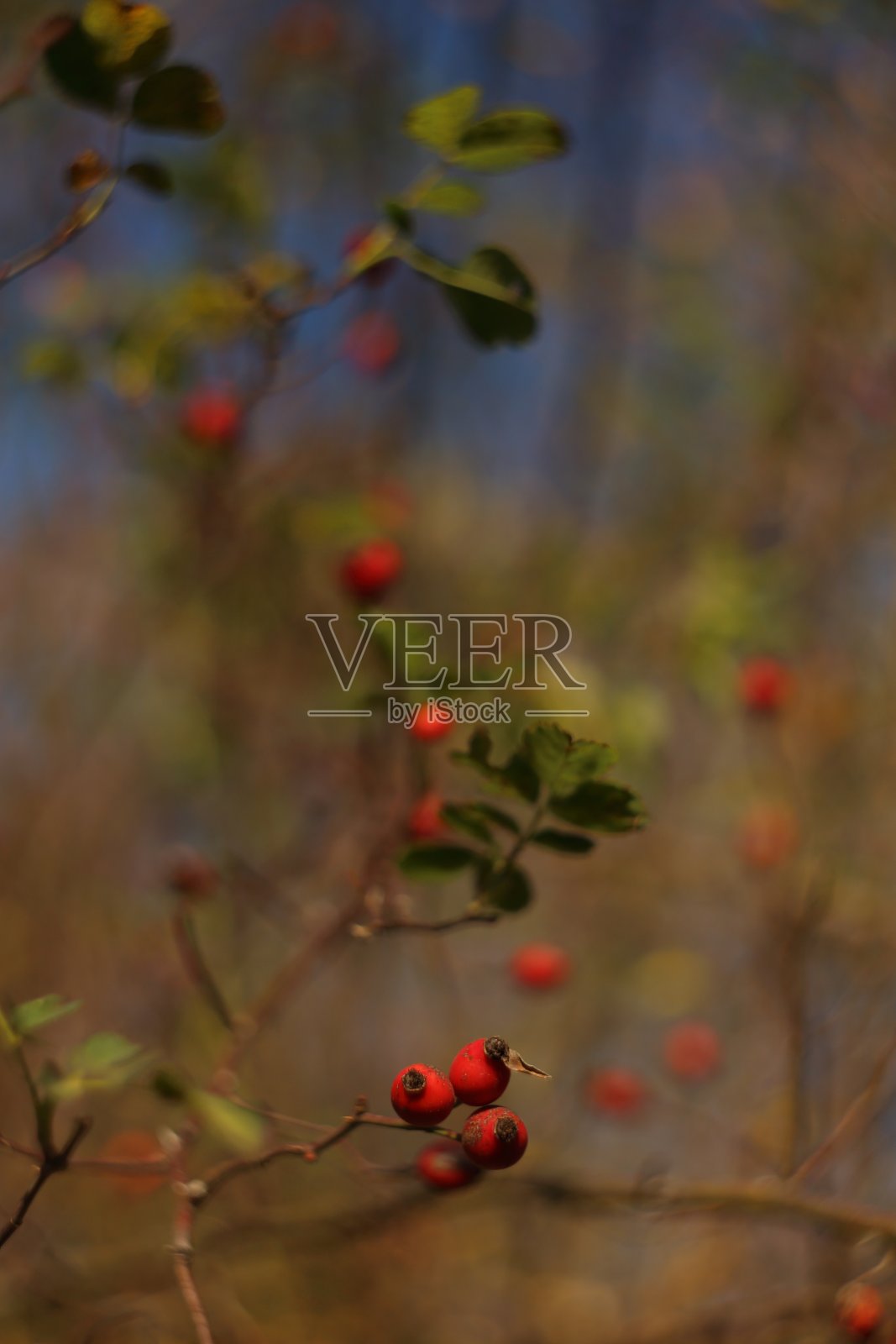美丽的玫瑰果在光秃秃的绿树枝上。没有叶子的弯枝上，成熟的红色浆果。模糊的背景。照片摄影图片