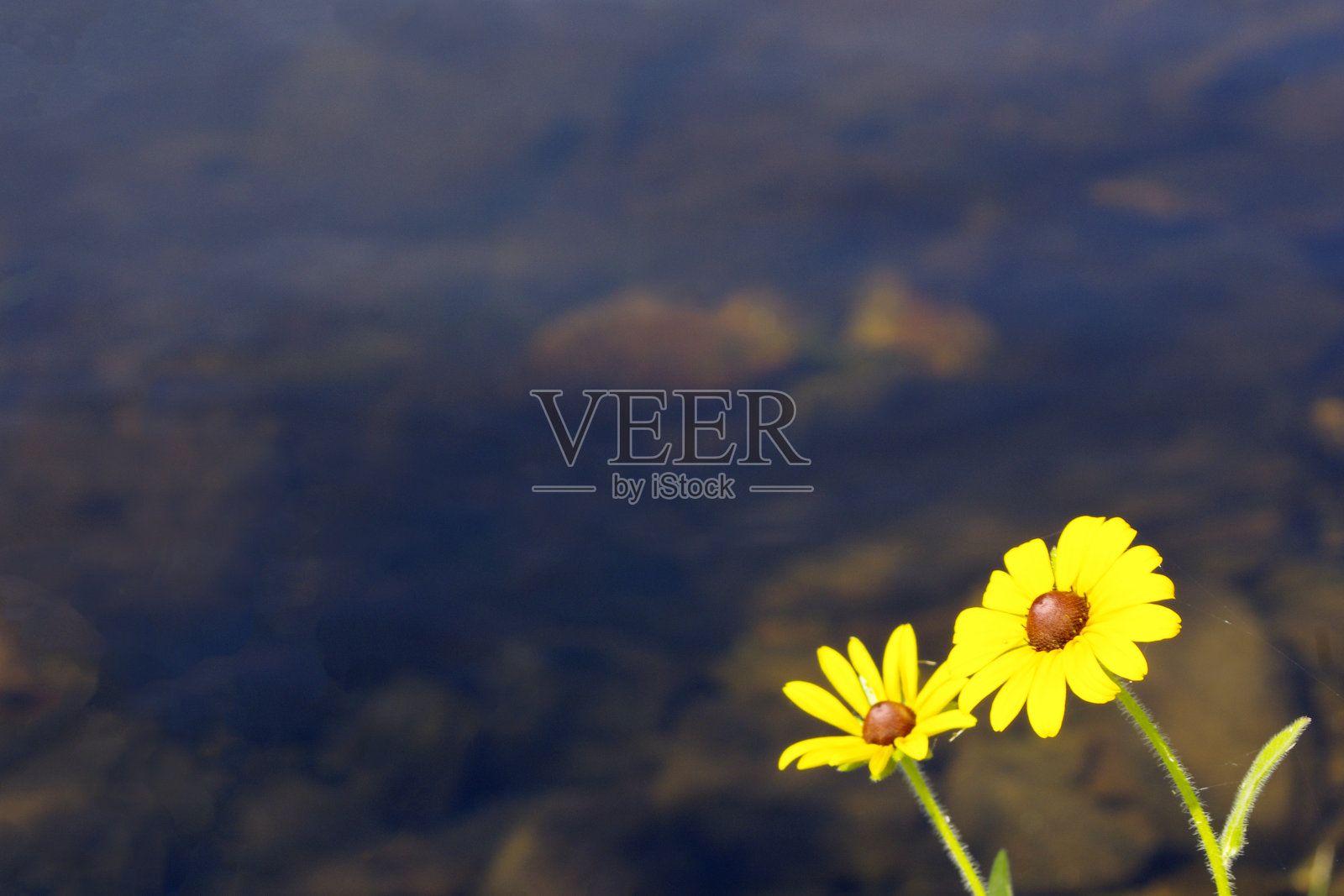 两朵黄色的雏菊花在棕色的背景与复制空间照片摄影图片
