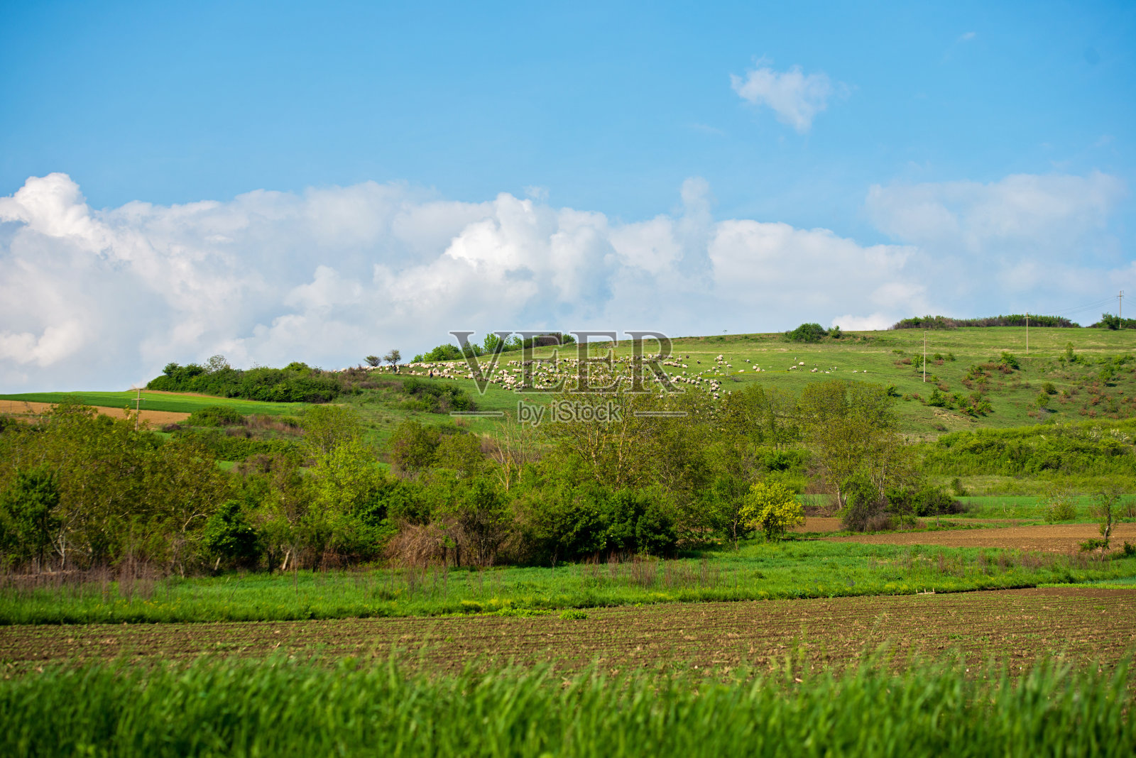 山坡上的羊群照片摄影图片