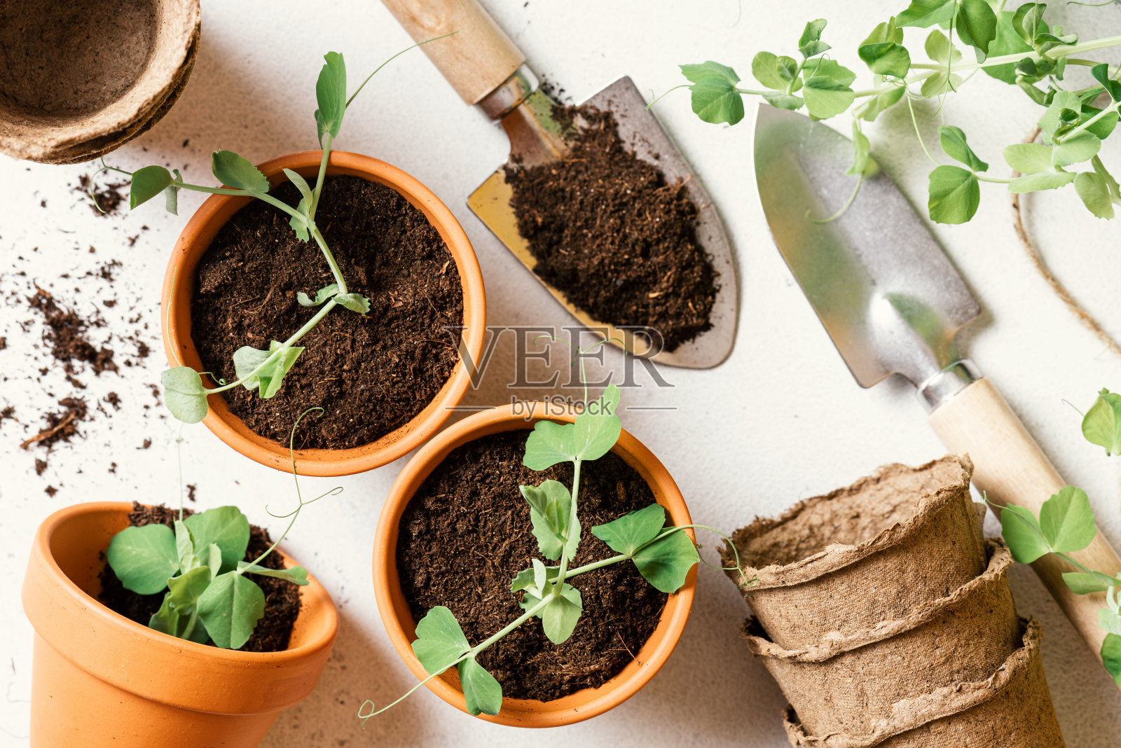 园艺，在花盆中种植幼苗照片摄影图片