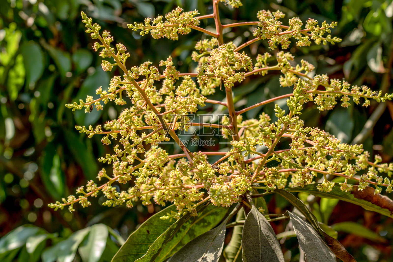 芒果树的花在盛开。在芒果树上开花照片摄影图片