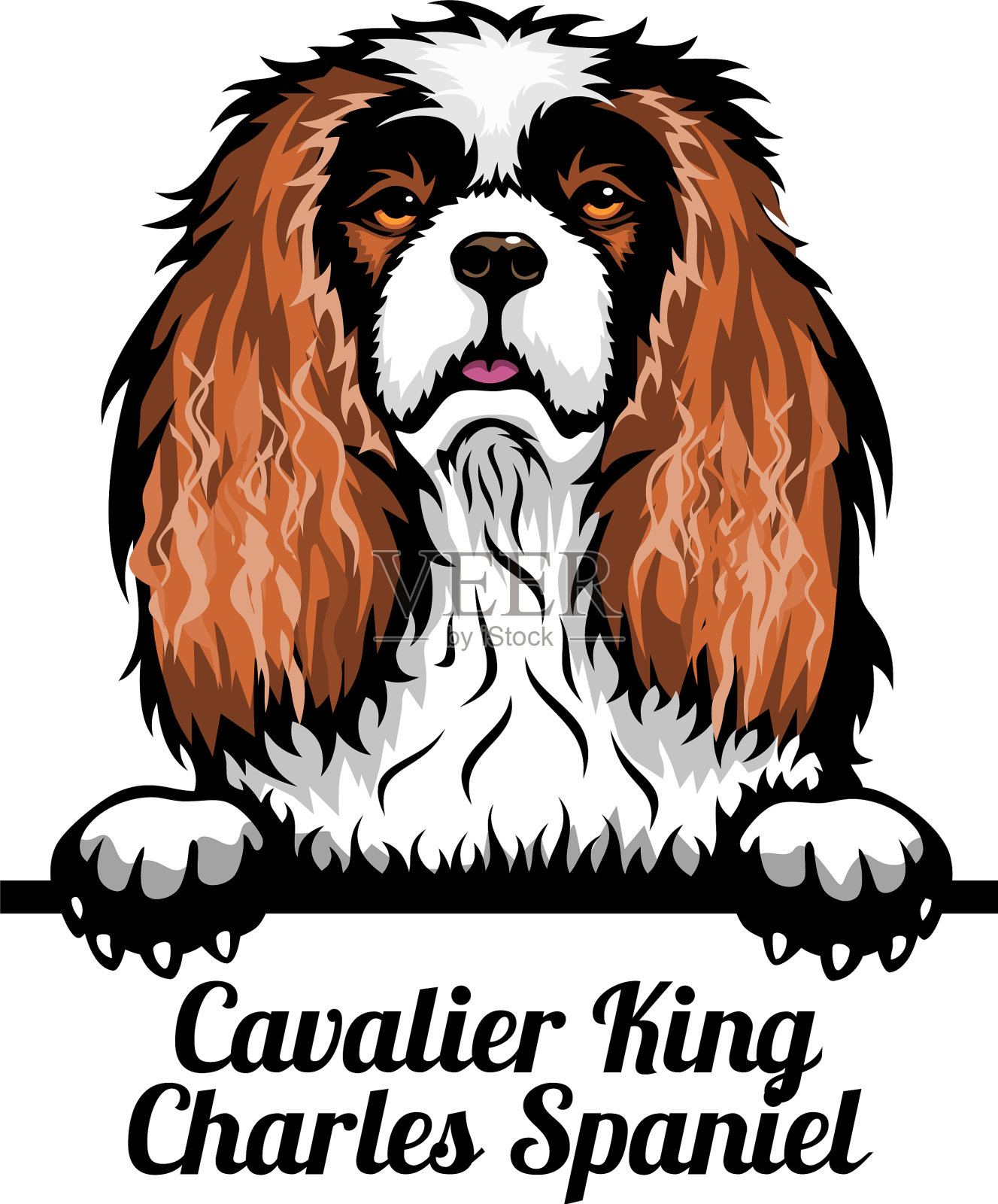 骑士国王查尔斯猎犬-颜色的窥视犬设计元素图片