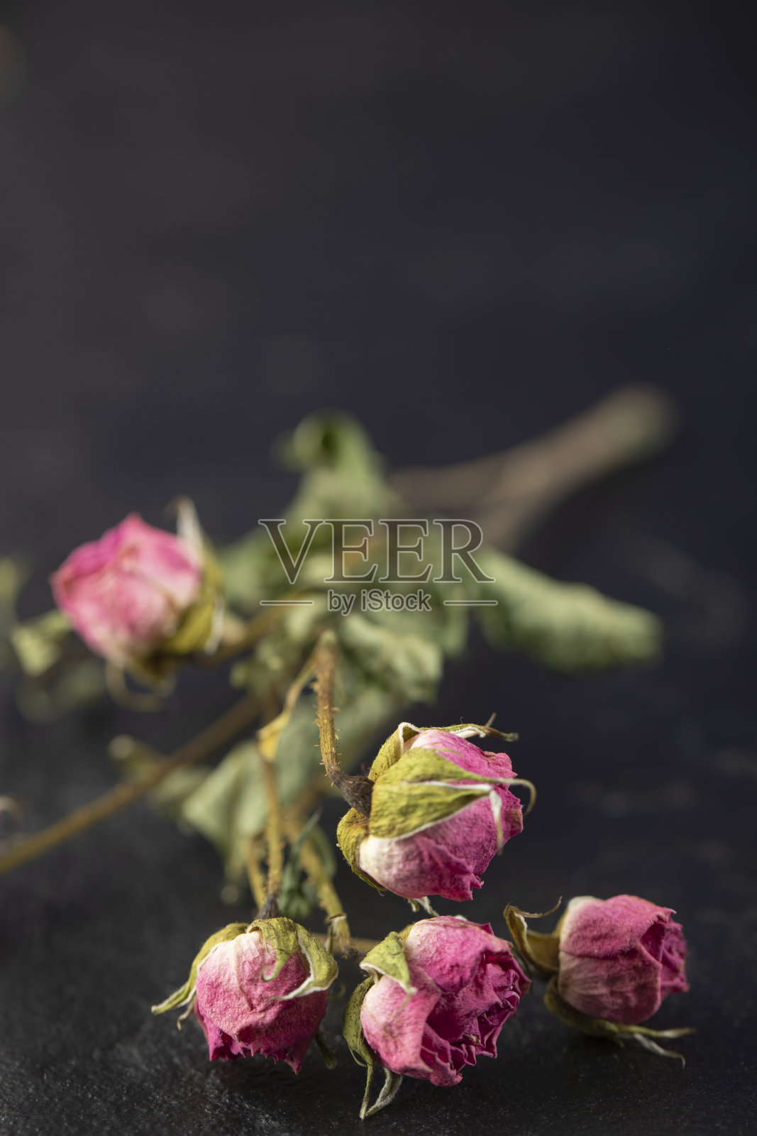 干玫瑰花在黑色背景上照片摄影图片