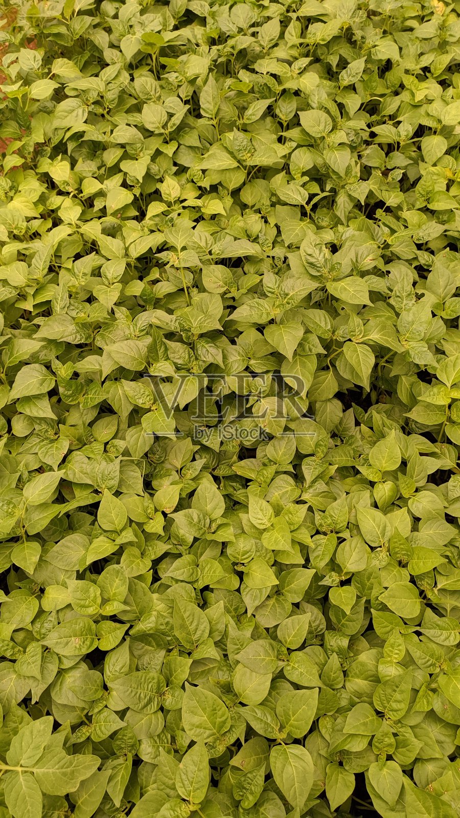 种子照片摄影图片